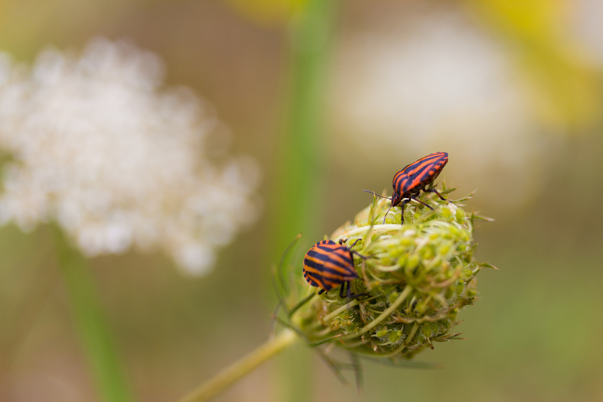 Canon EF-S 60mm F2.8 Macro USM sample photo. The male hunt photography