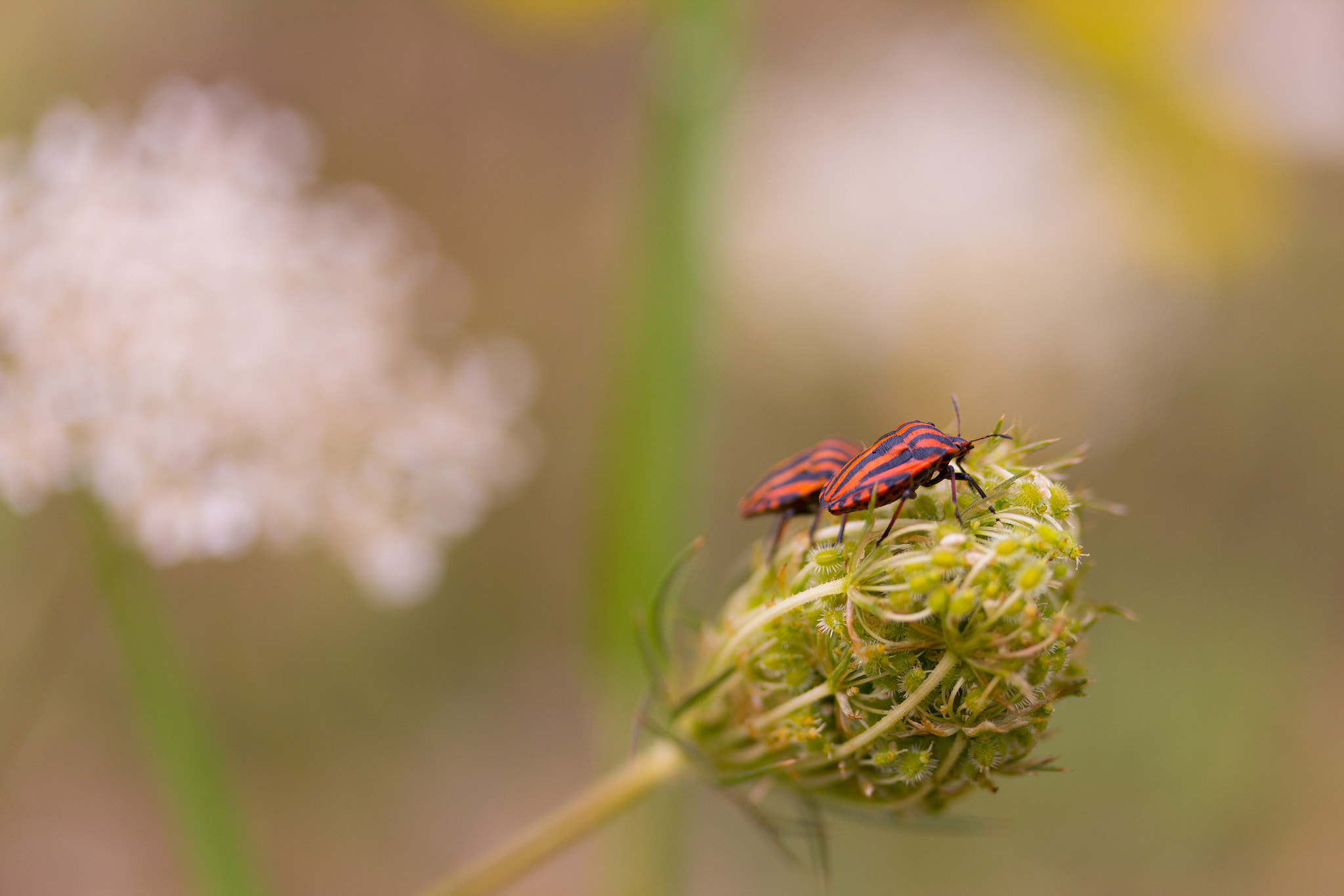 Canon EF-S 60mm F2.8 Macro USM sample photo. Bug foreplay photography
