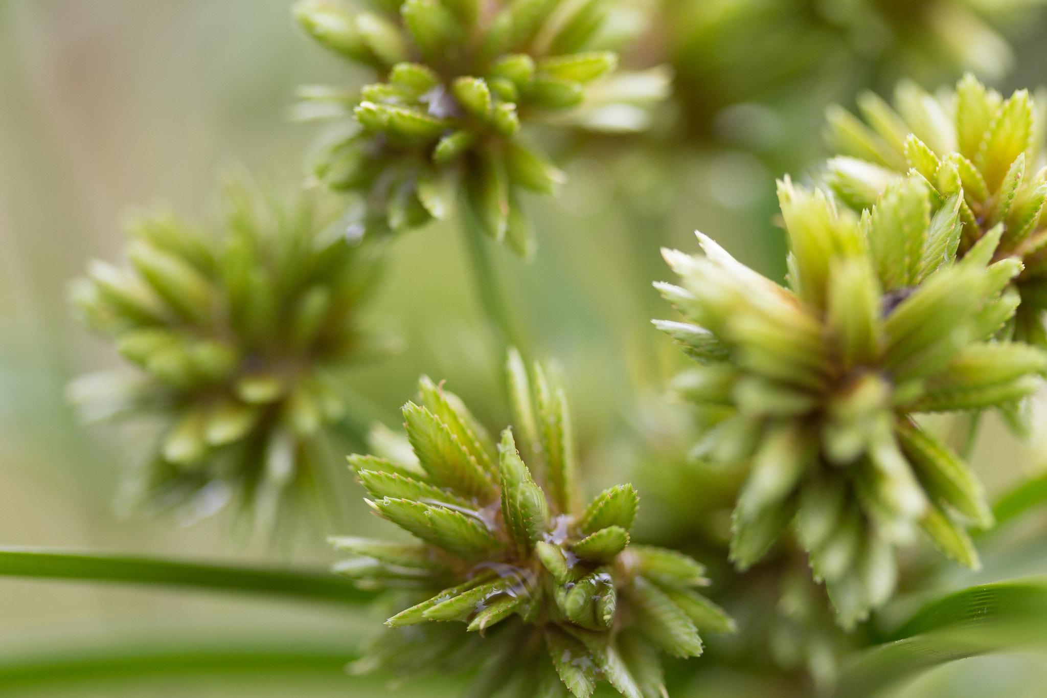Canon EF-S 60mm F2.8 Macro USM sample photo. Macro photography