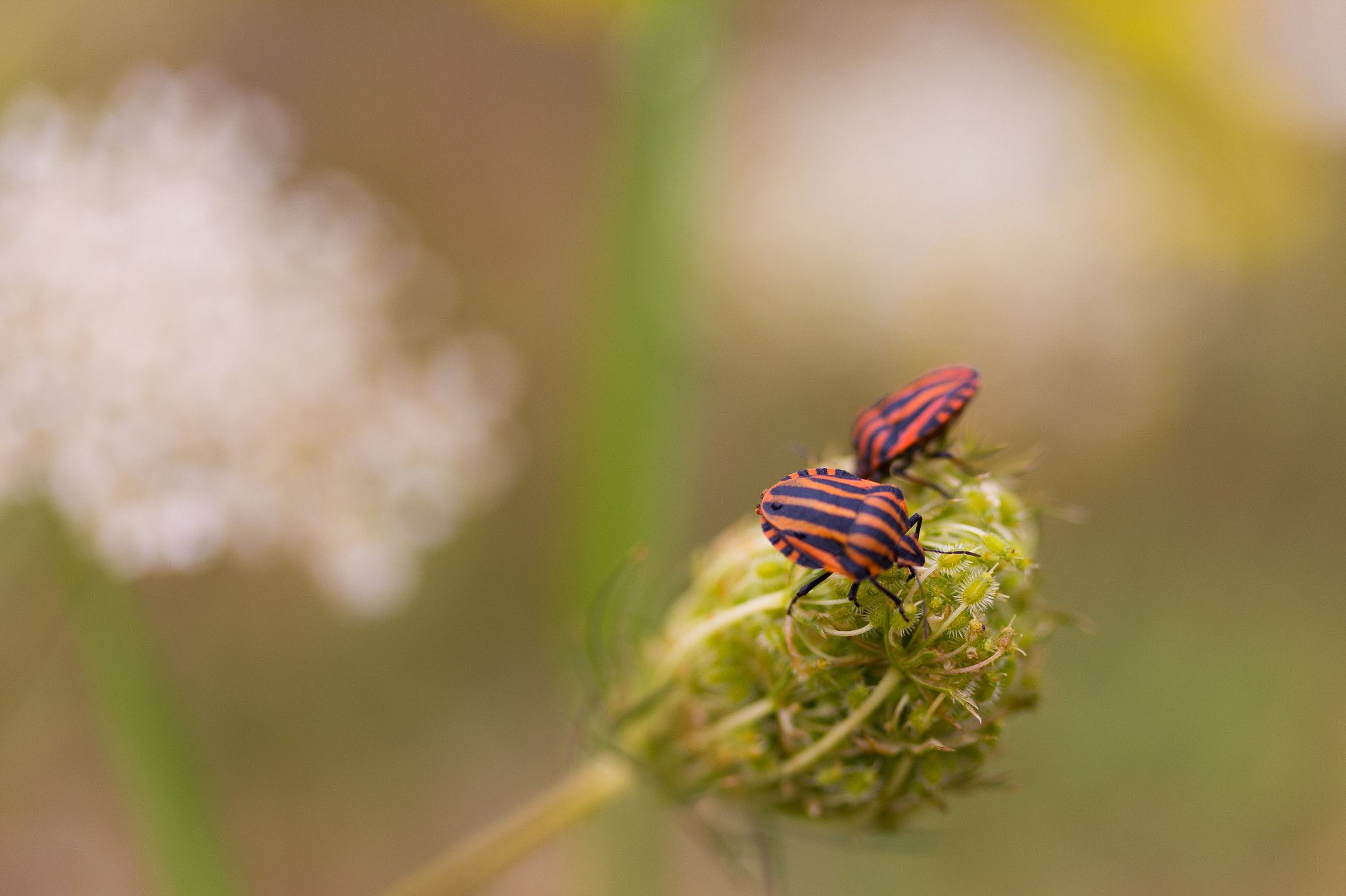 Canon EF-S 60mm F2.8 Macro USM sample photo. Getting lucky photography