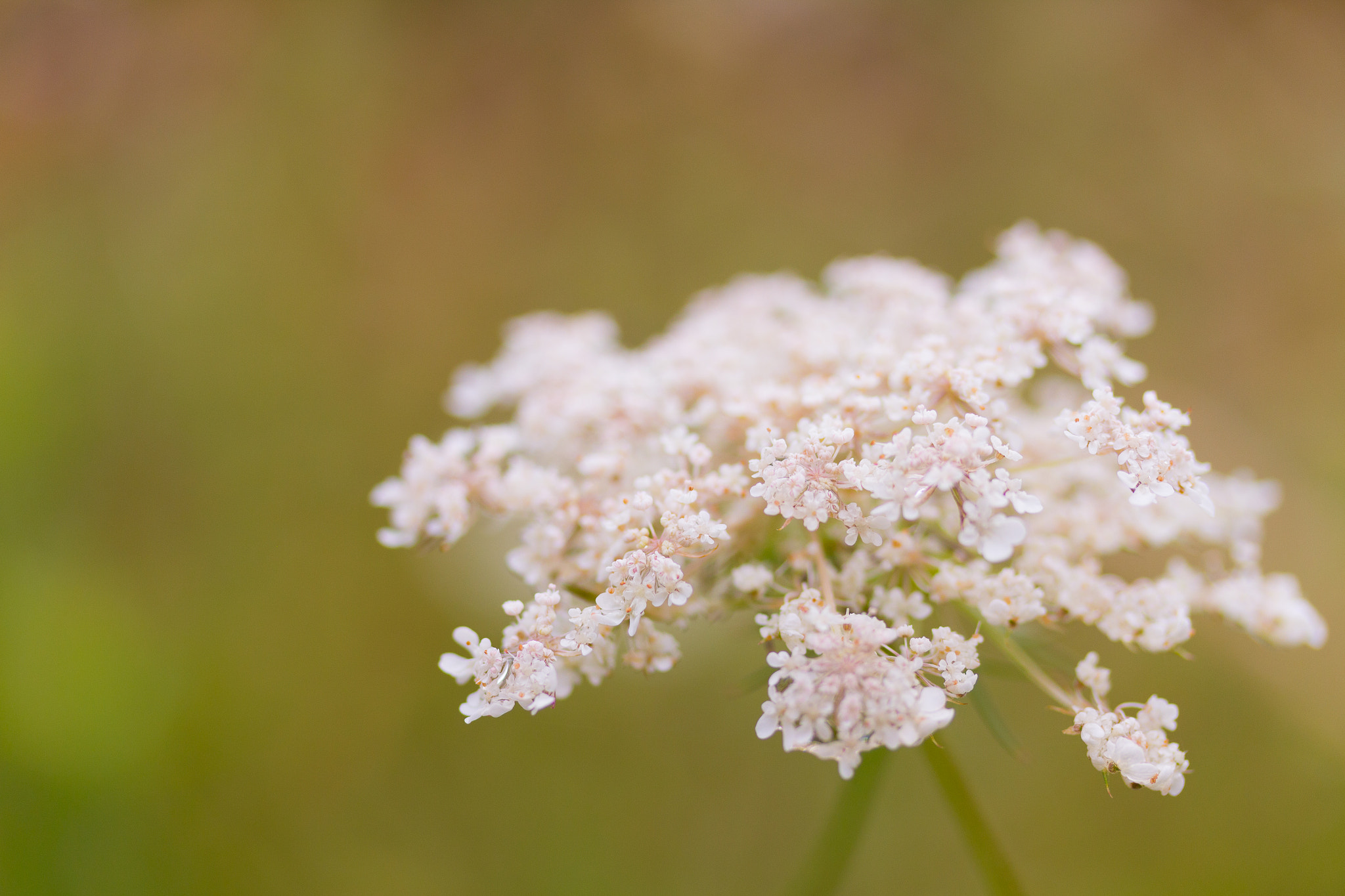 Canon EF-S 60mm F2.8 Macro USM sample photo. Macro photography