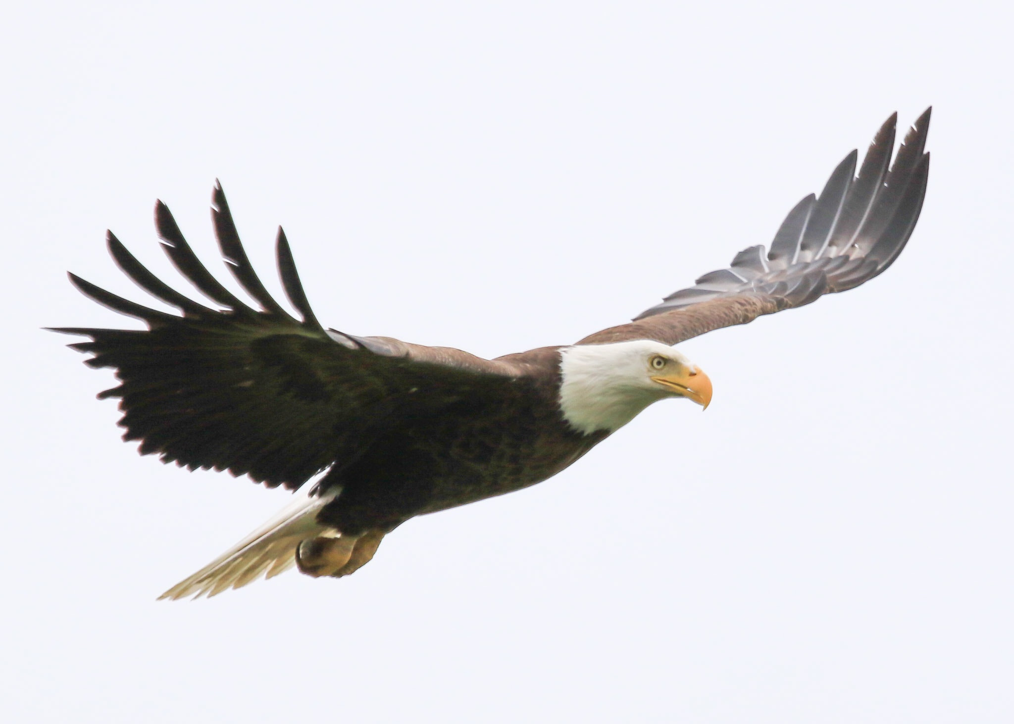 Canon EOS 7D Mark II + Canon EF 100-400mm F4.5-5.6L IS USM sample photo. Bald eagle photography