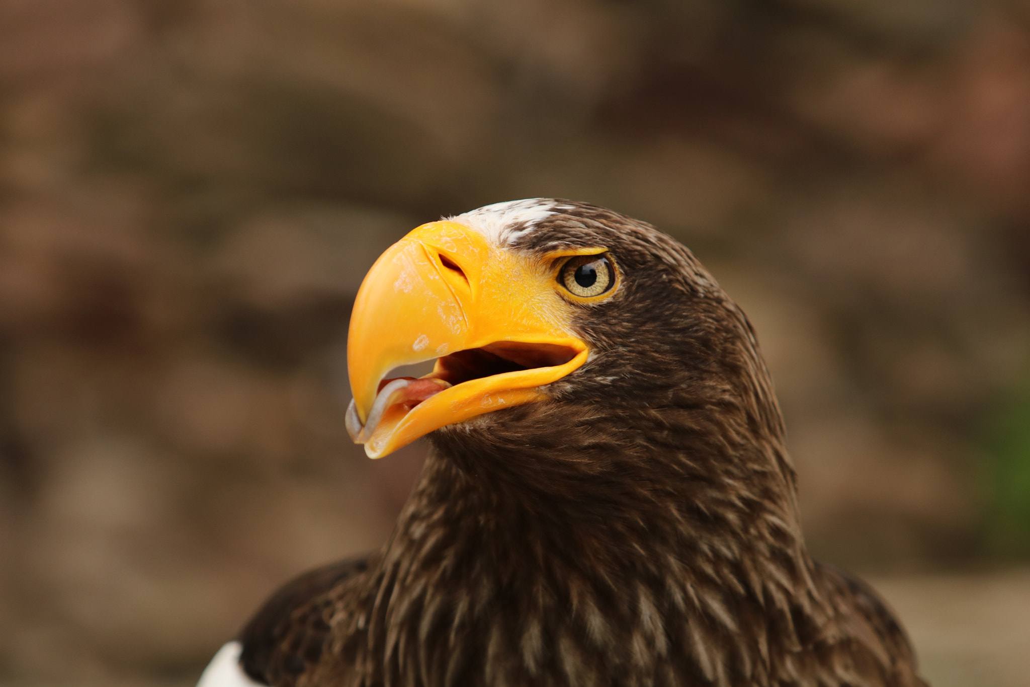 Canon EF 70-200mm F2.8L USM sample photo. Quel bec ! photography