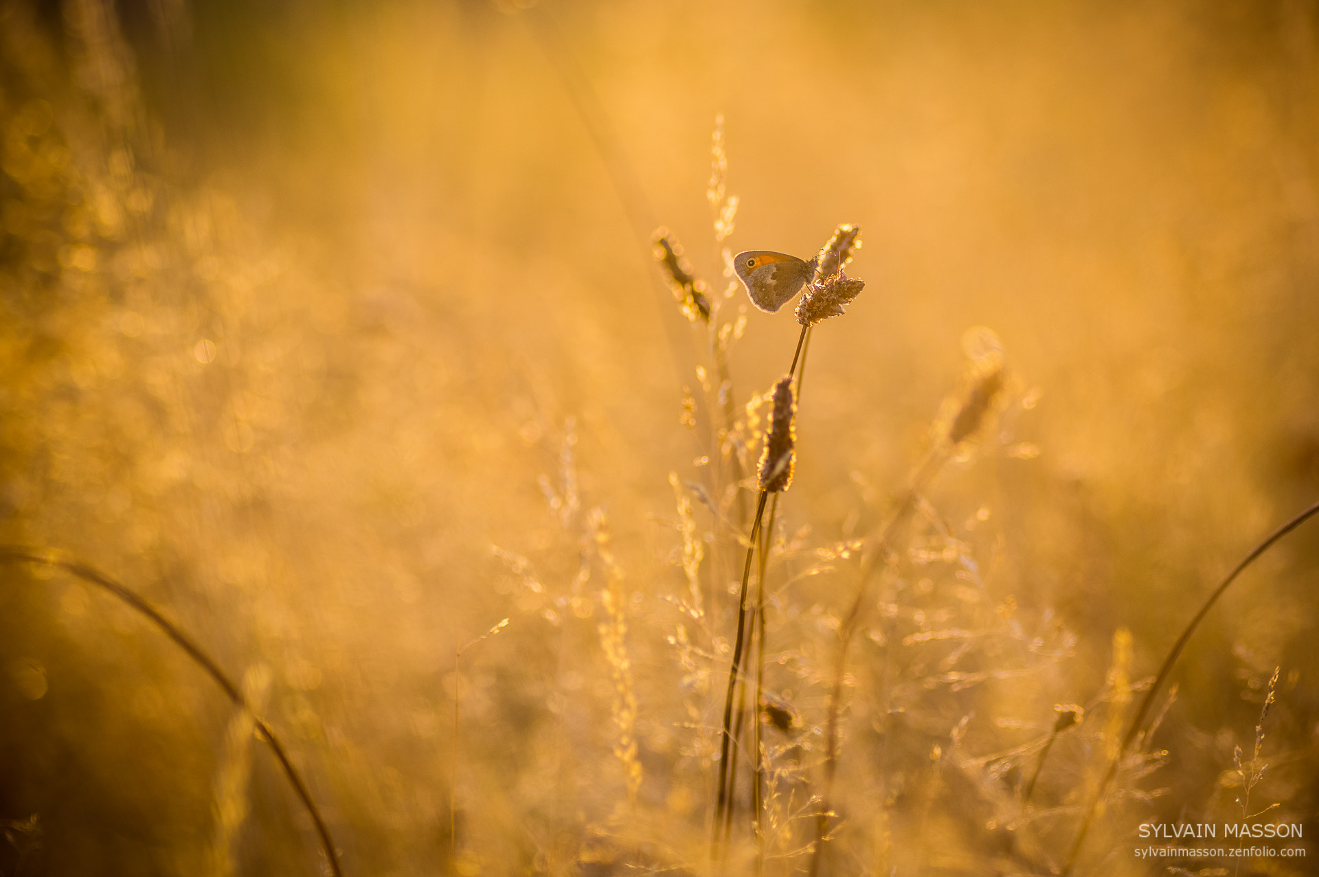 Pentax K-3 + Tamron SP AF 90mm F2.8 Di Macro sample photo. D'or et de lumière photography