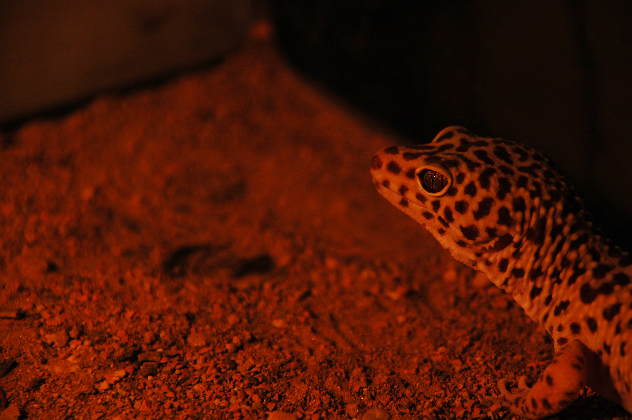 Nikon D40 + Sigma 18-200mm F3.5-6.3 DC sample photo. Sweet little face photography