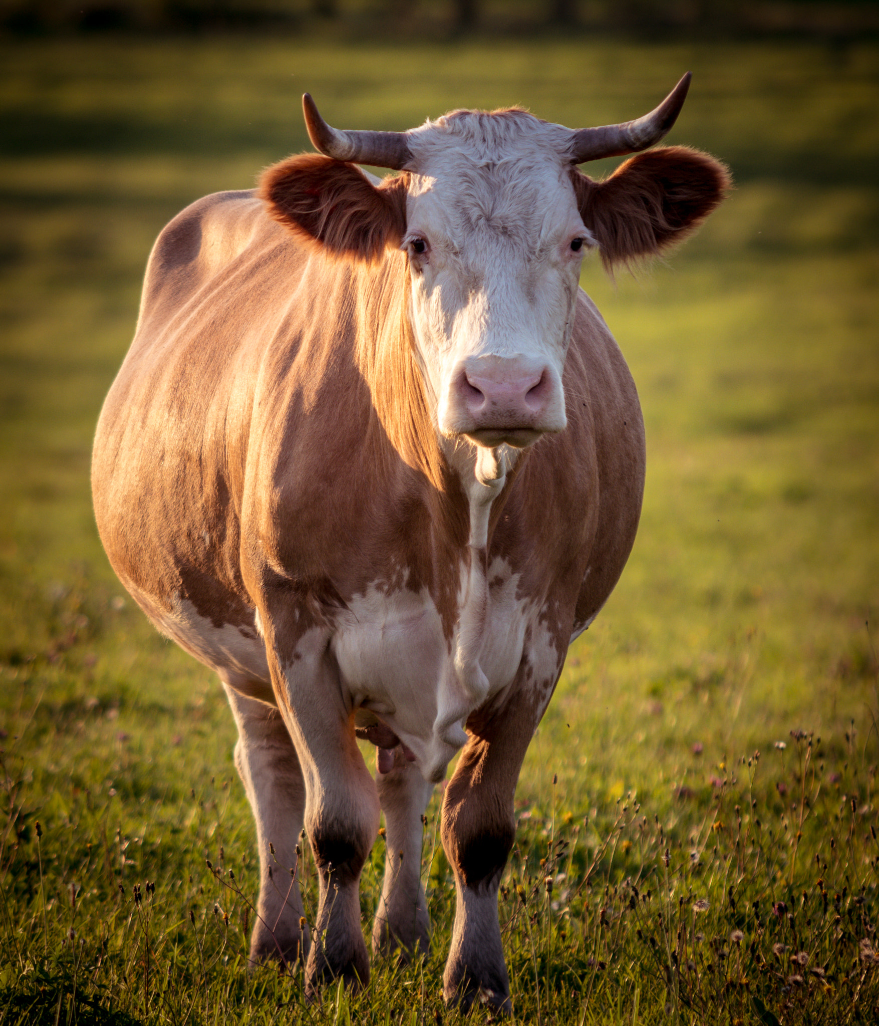 Sigma 70-200mm F2.8 EX DG Macro HSM II sample photo. This is one happy cow! photography