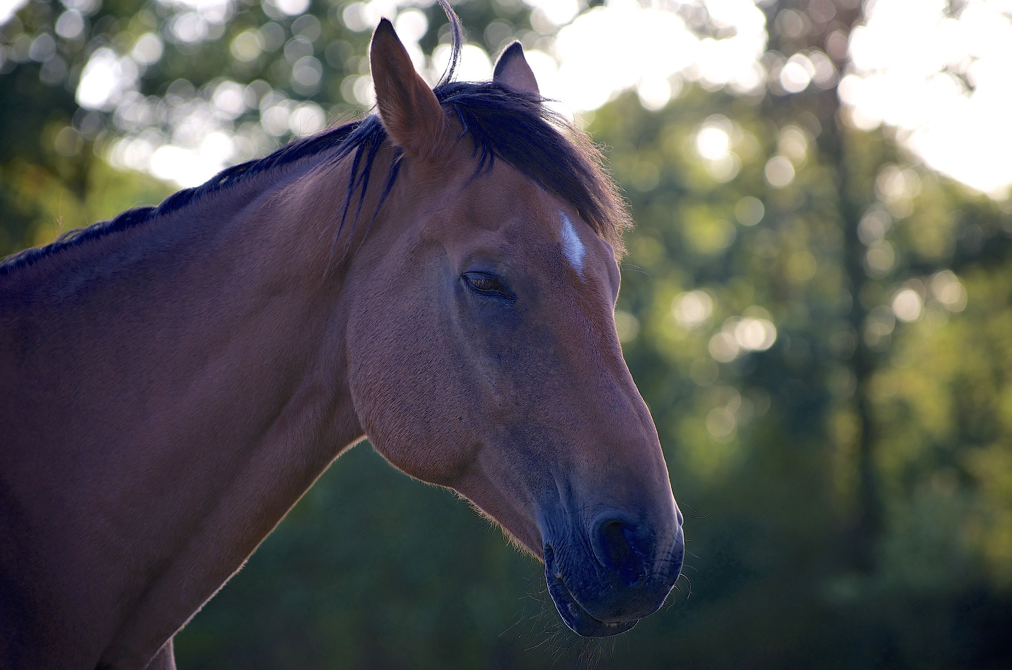 Pentax smc DA* 50-135mm F2.8 ED (IF) SDM sample photo. Sleepy horse photography