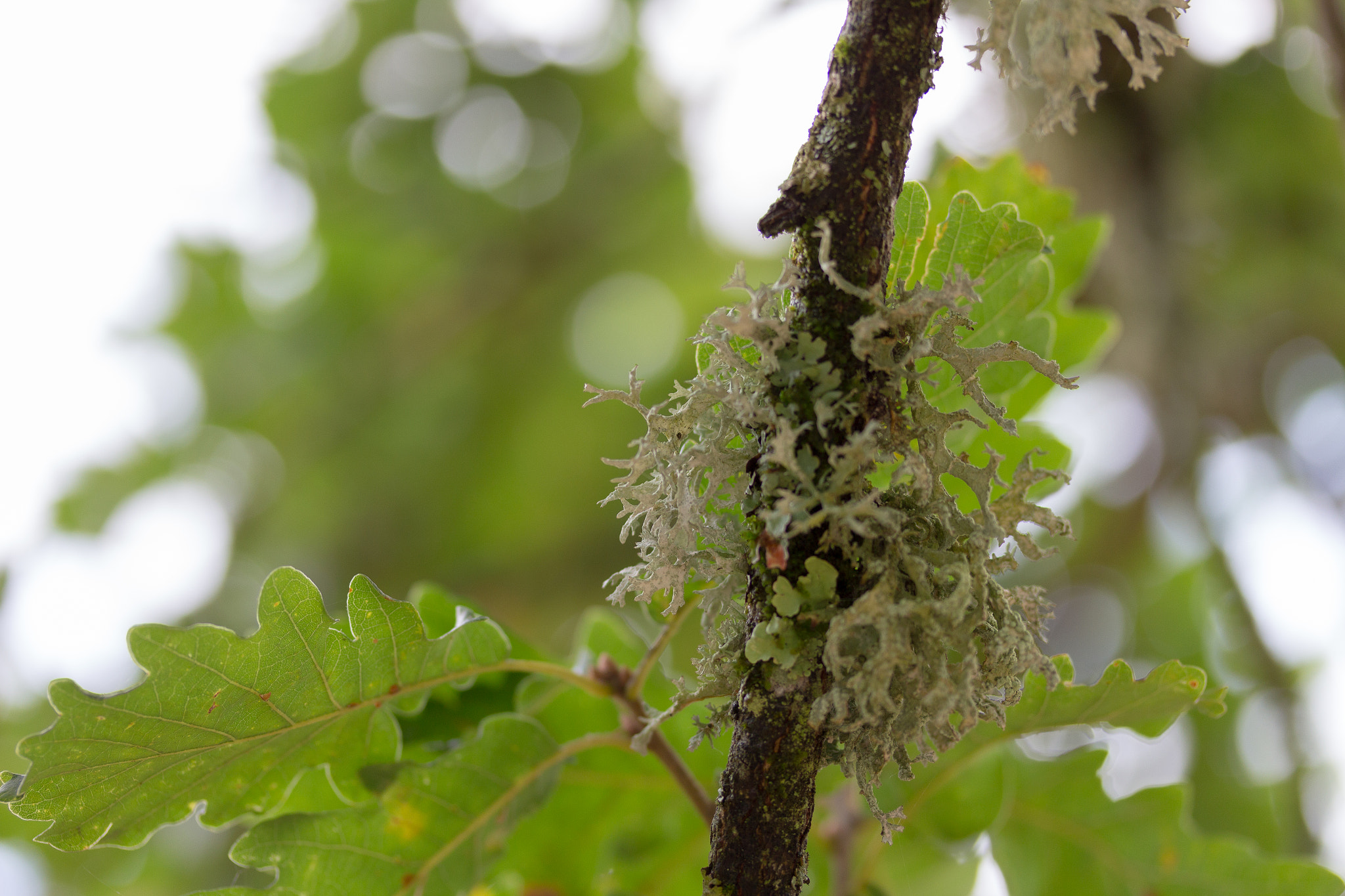 Canon EF-S 60mm F2.8 Macro USM sample photo. The end of summer photography