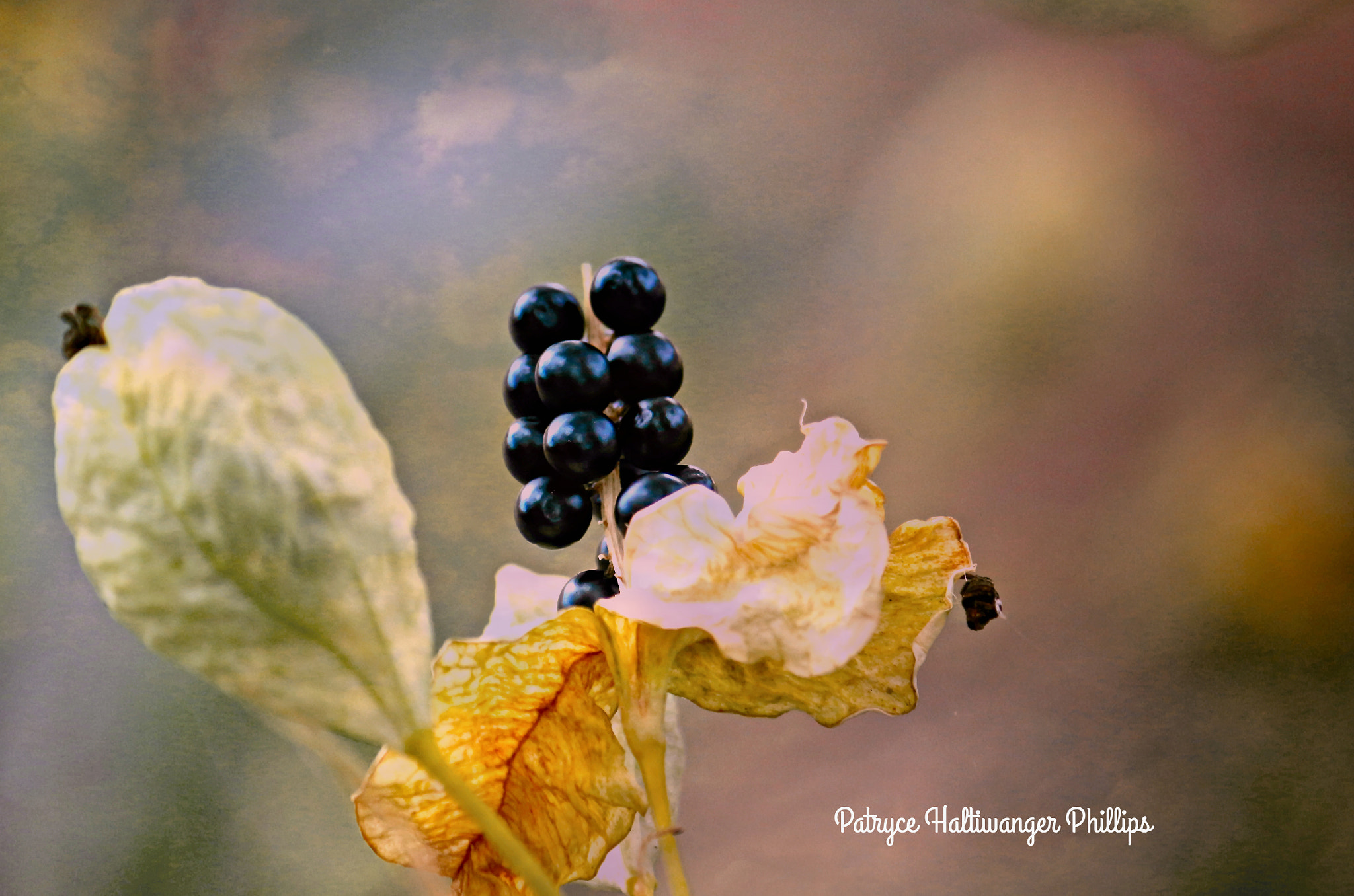 Canon EOS 100D (EOS Rebel SL1 / EOS Kiss X7) sample photo. Fresh fruit photography