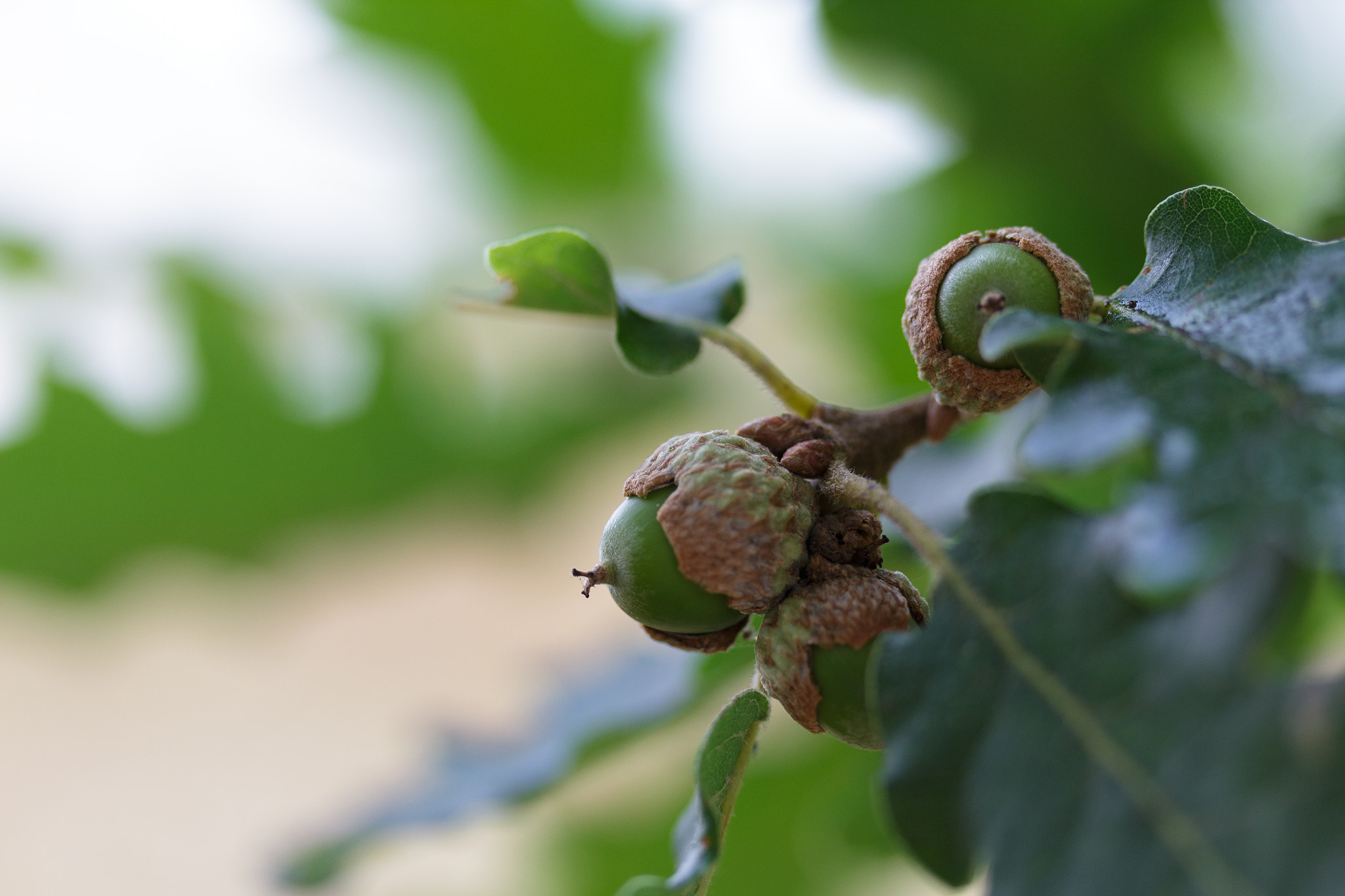 Canon EF-S 60mm F2.8 Macro USM sample photo. Oncoming end of summer photography