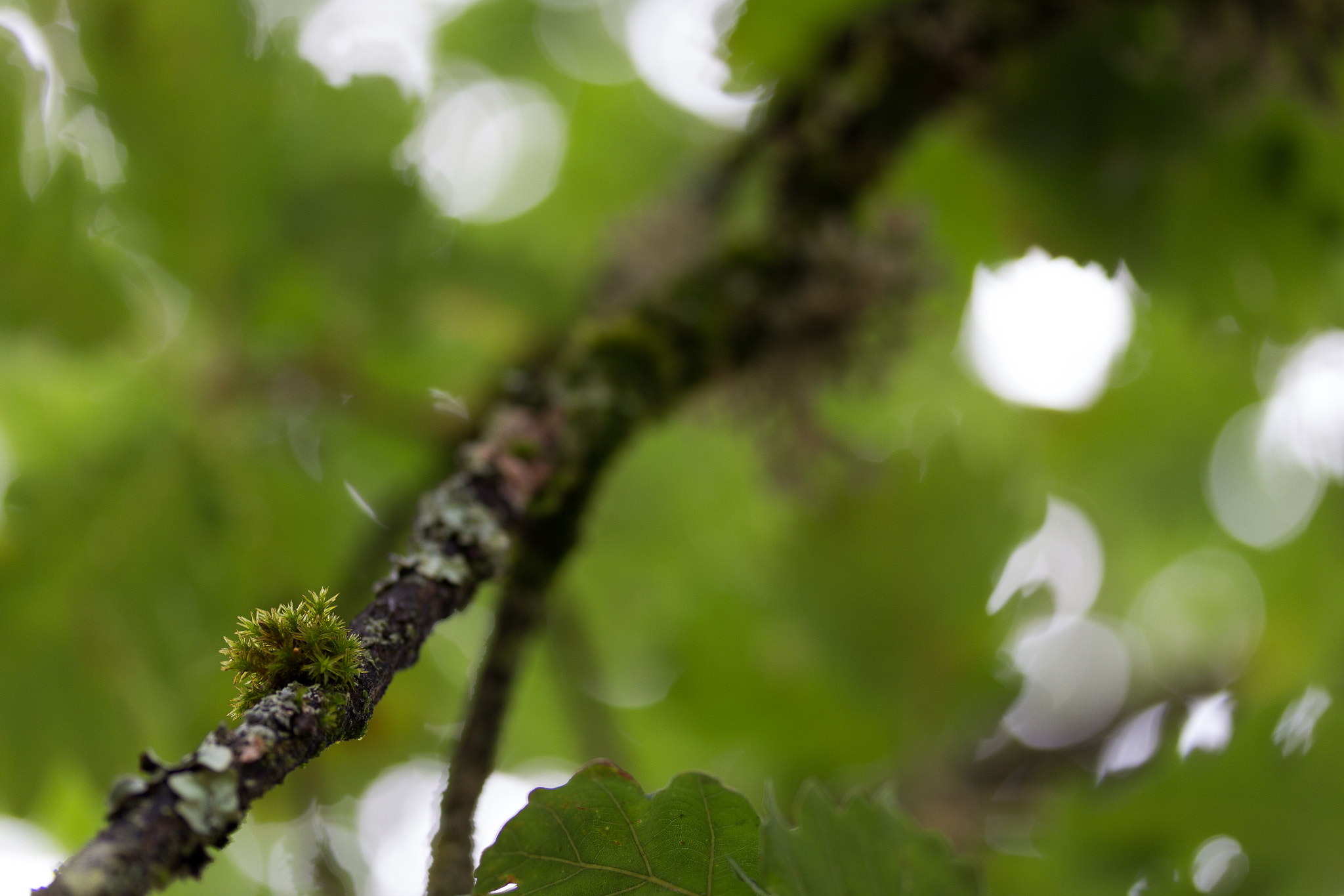 Canon EF-S 60mm F2.8 Macro USM sample photo. Oak'n moss photography