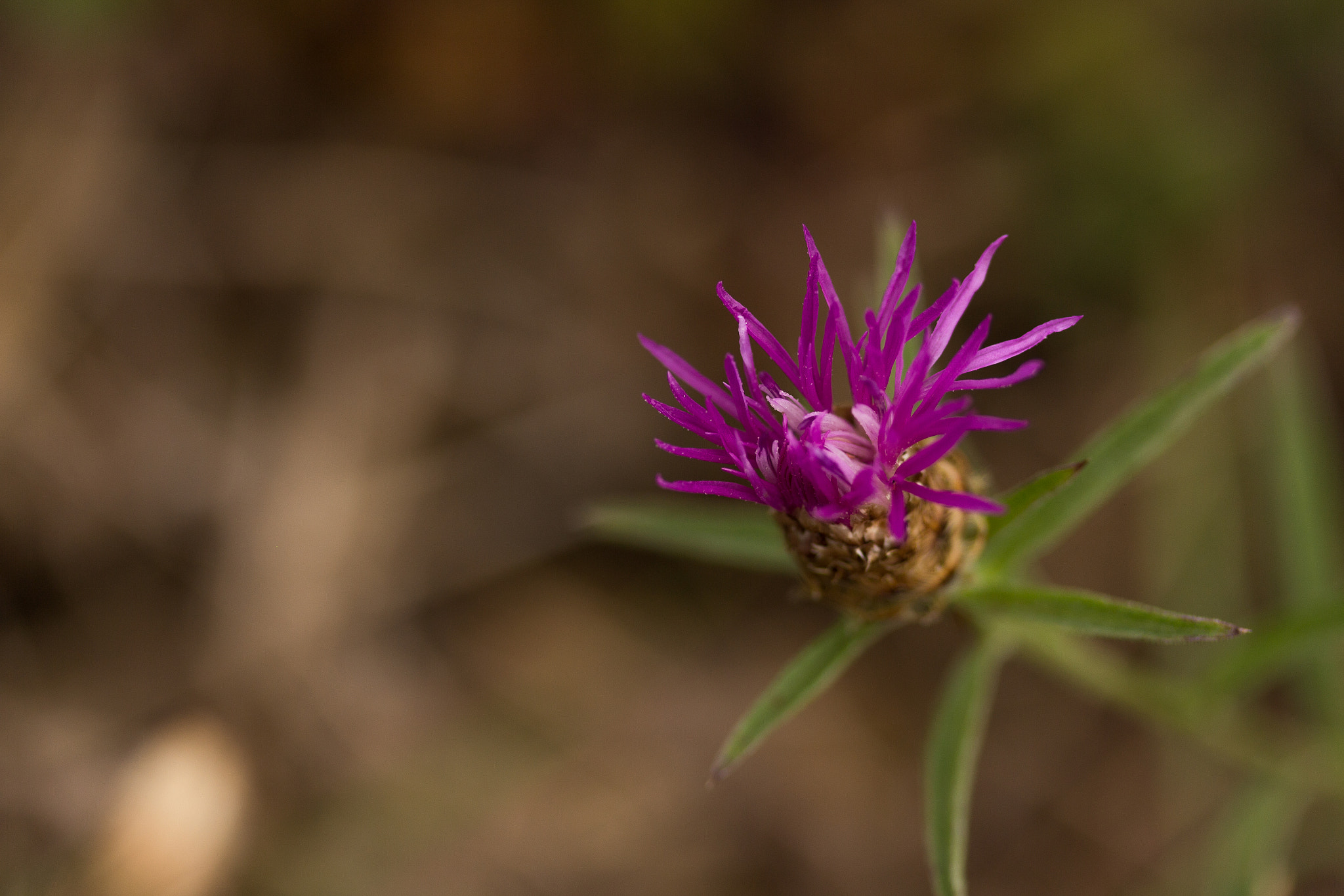Canon EF-S 60mm F2.8 Macro USM sample photo. Macro photography