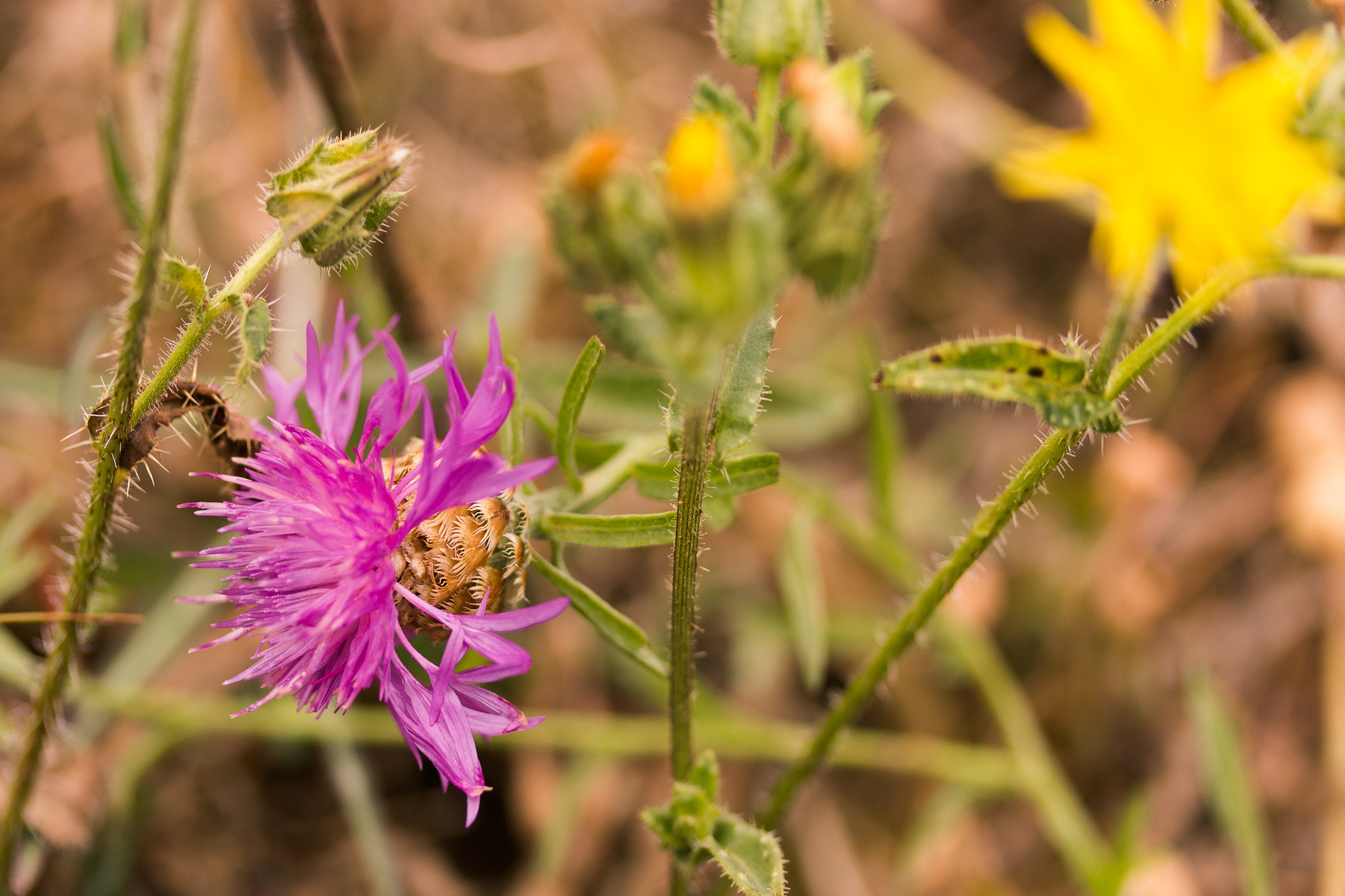 Canon EF-S 60mm F2.8 Macro USM sample photo. Flower macro photography