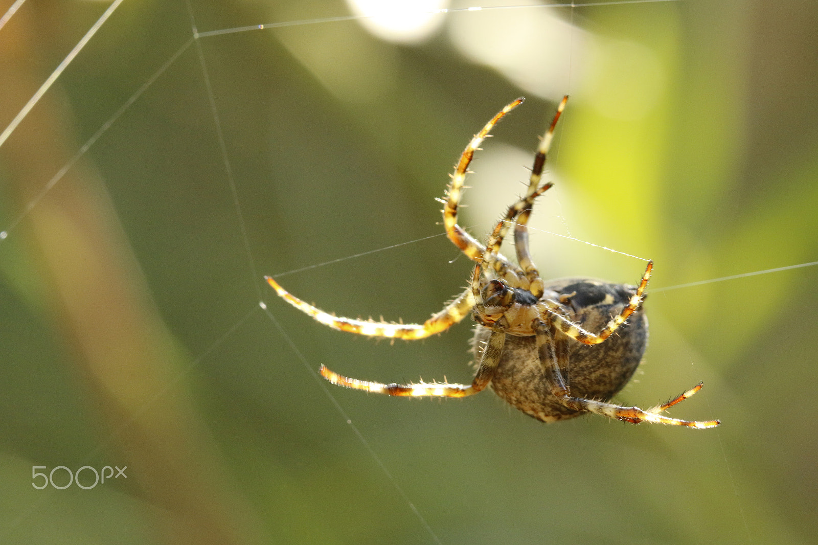 Sigma APO Macro 180mm F2.8 EX DG OS HSM sample photo. European garden spider photography