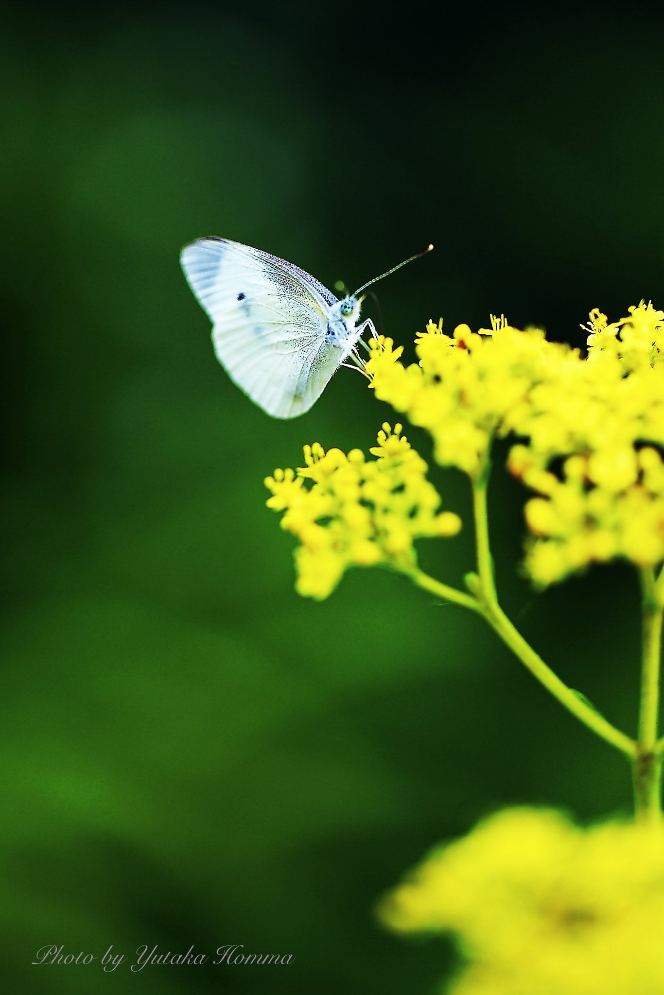 Canon EOS-1D X + Canon EF 100mm F2.8L Macro IS USM sample photo. Cabbage white butterfly photography