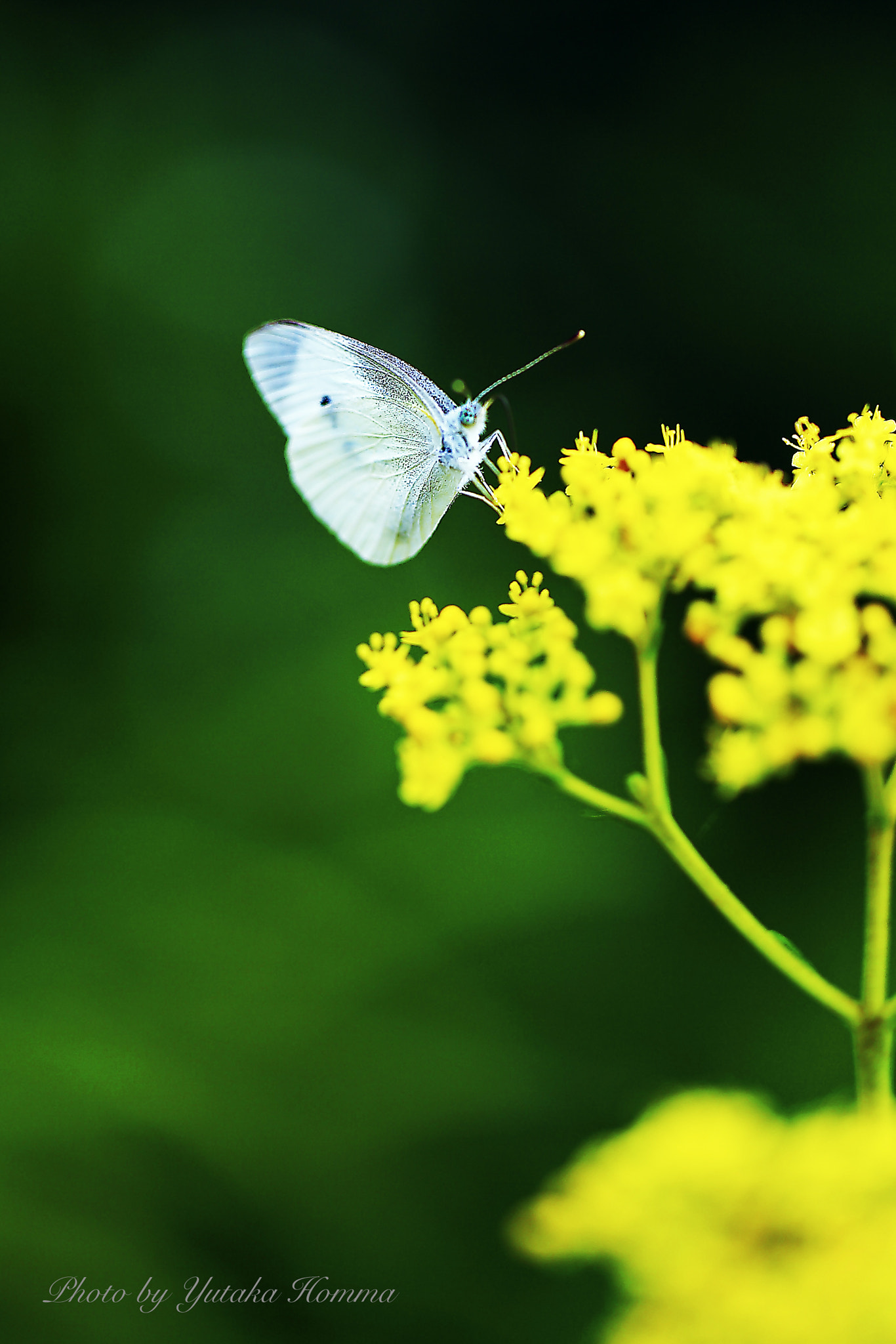 Canon EF 100mm F2.8L Macro IS USM sample photo. Cabbage white butterfly photography