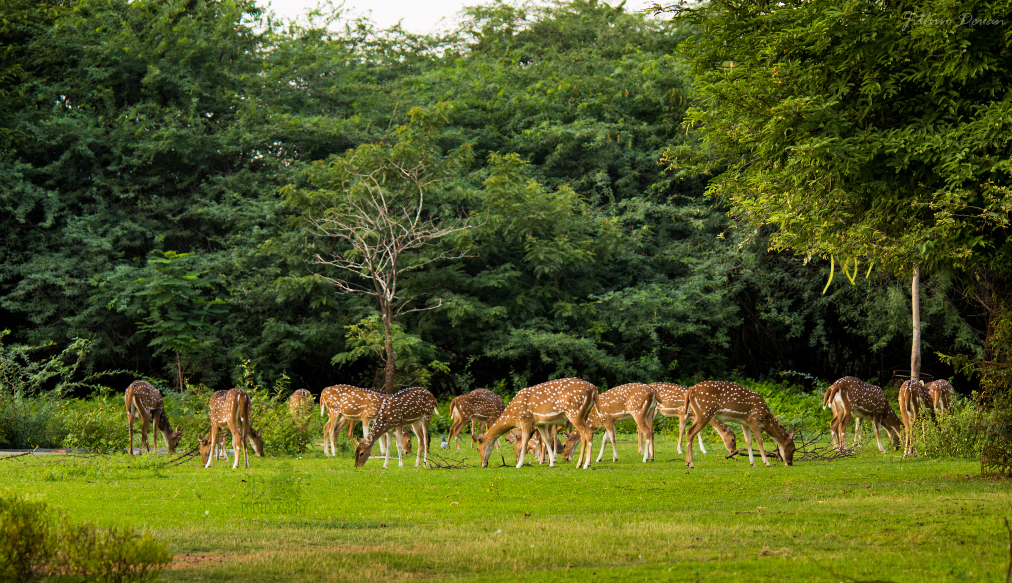 Canon EOS 750D (EOS Rebel T6i / EOS Kiss X8i) sample photo. Wildlife at iit madras photography