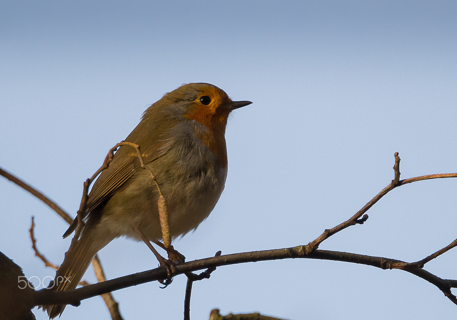 Tamron SP 150-600mm F5-6.3 Di VC USD sample photo. Robin photography