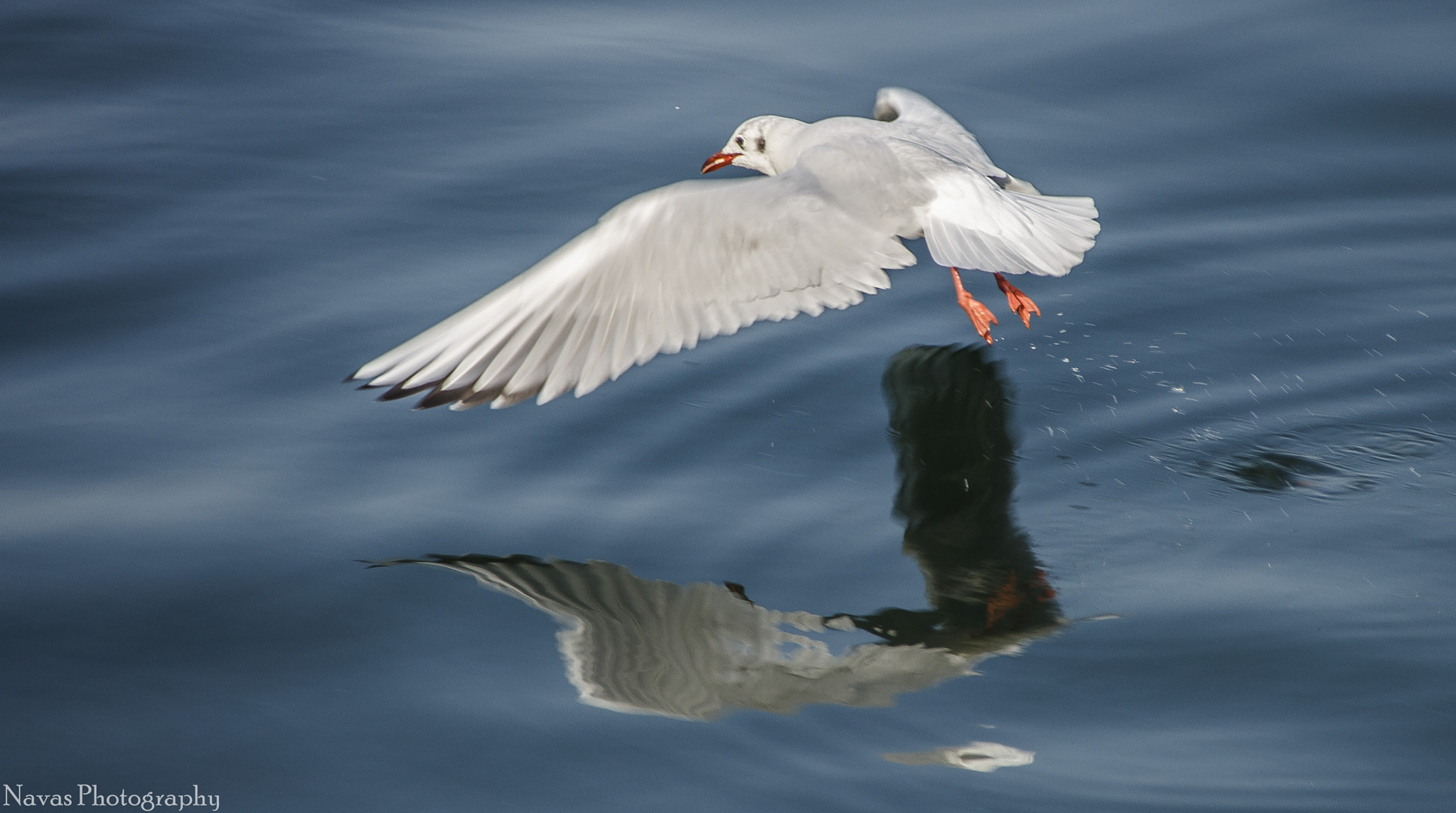 Canon EF 75-300mm F4.0-5.6 IS USM sample photo. Sea gull photography