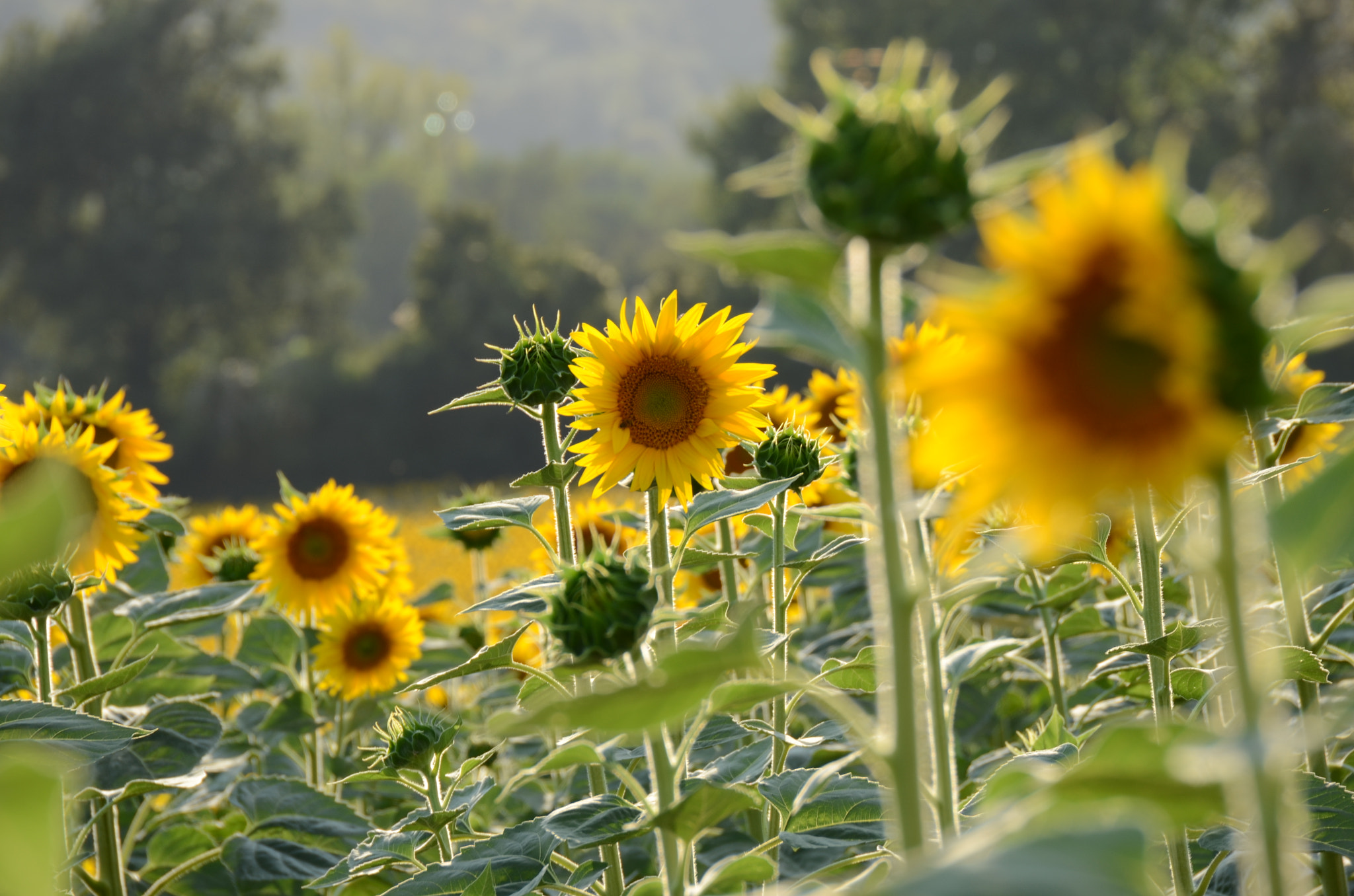 Sigma 18-200mm F3.5-6.3 II DC OS HSM sample photo. Girasoli !!!!! photography