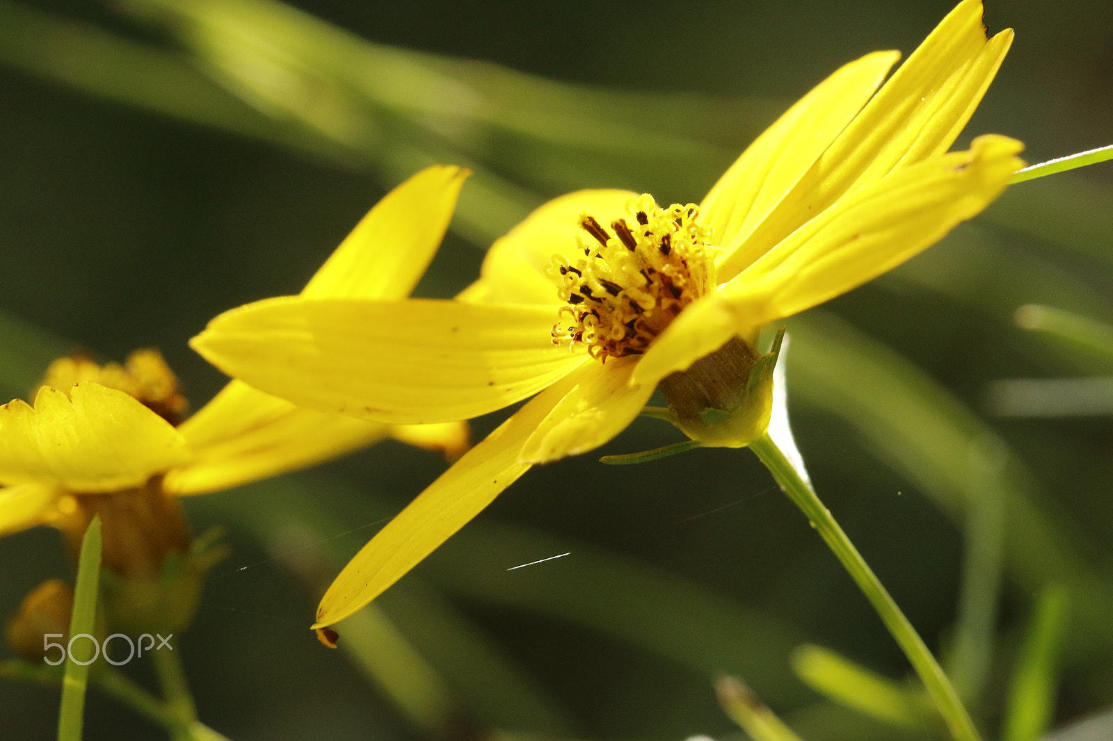 Sigma APO Macro 180mm F2.8 EX DG OS HSM sample photo. Coreopsis verticillata or thickseed in the sunflower family photography
