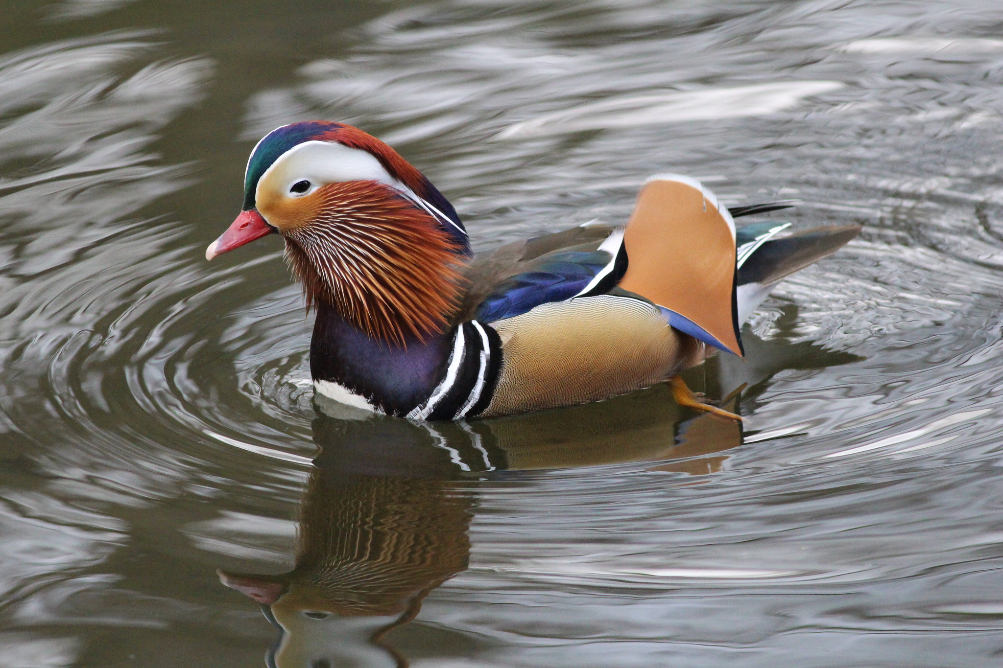 Canon EOS 700D (EOS Rebel T5i / EOS Kiss X7i) + Canon EF 400mm F5.6L USM sample photo. London,england. just have to love the parks in this beautiful land. photography