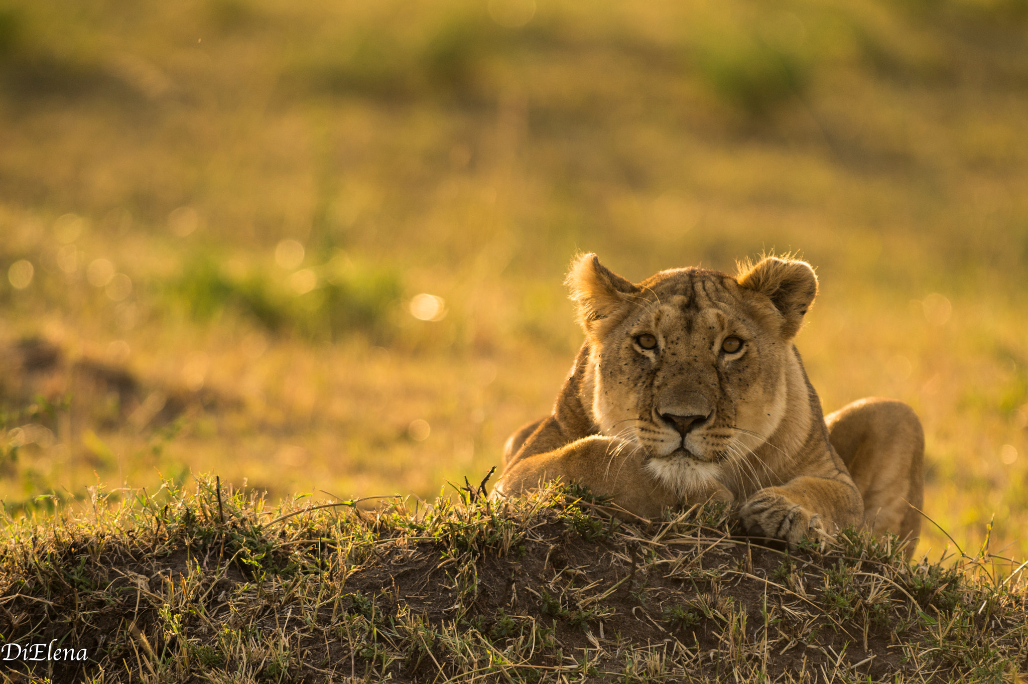 Nikon AF-S Nikkor 300mm F2.8G ED VR II sample photo. Lioness, kenya, masai mara ! photography