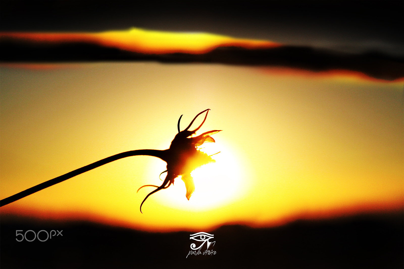 Canon EF 28-105mm f/3.5-4.5 USM sample photo. Flower photography