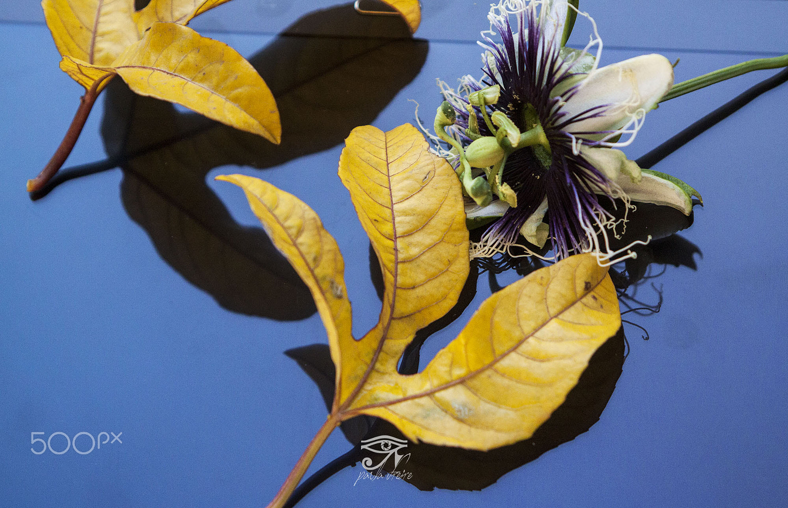 Canon EF 28-105mm f/3.5-4.5 USM sample photo. Maracuja folha photography