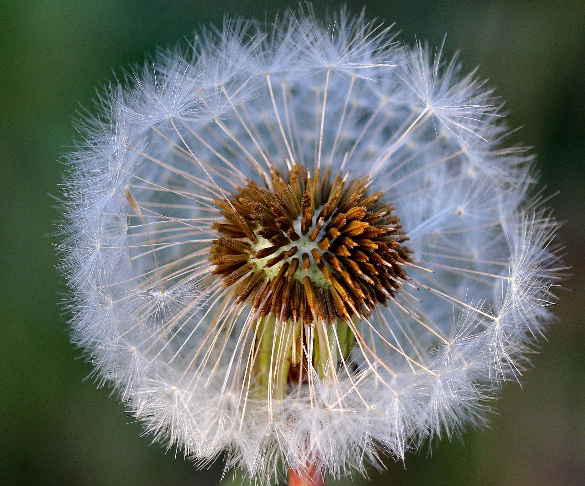 Sigma 105mm F2.8 EX DG OS HSM sample photo. Img photography