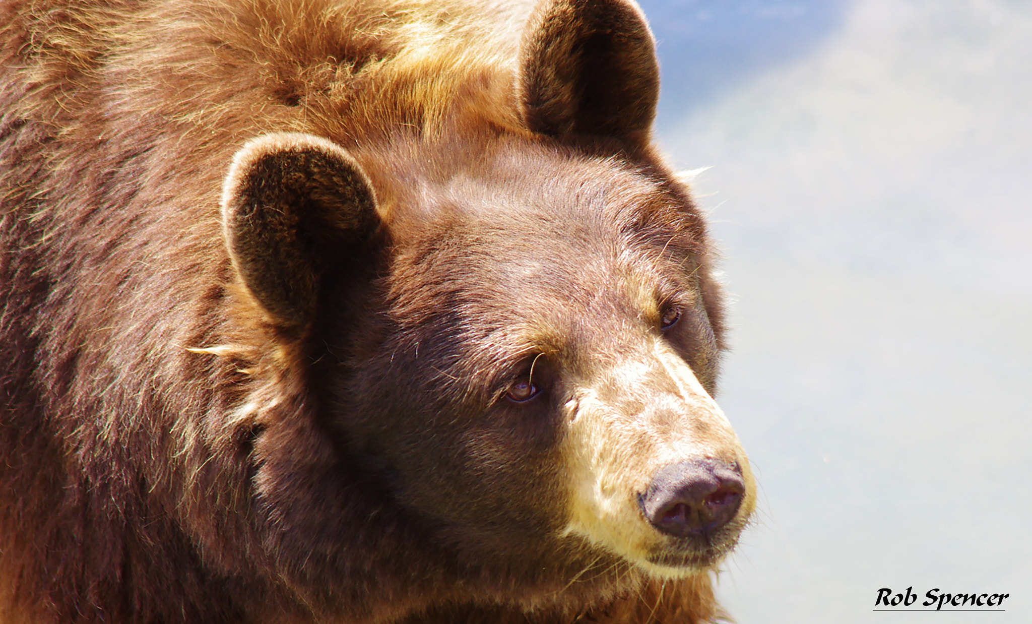 smc PENTAX-FA 80-320mm F4.5-5.6 sample photo. Bear photography