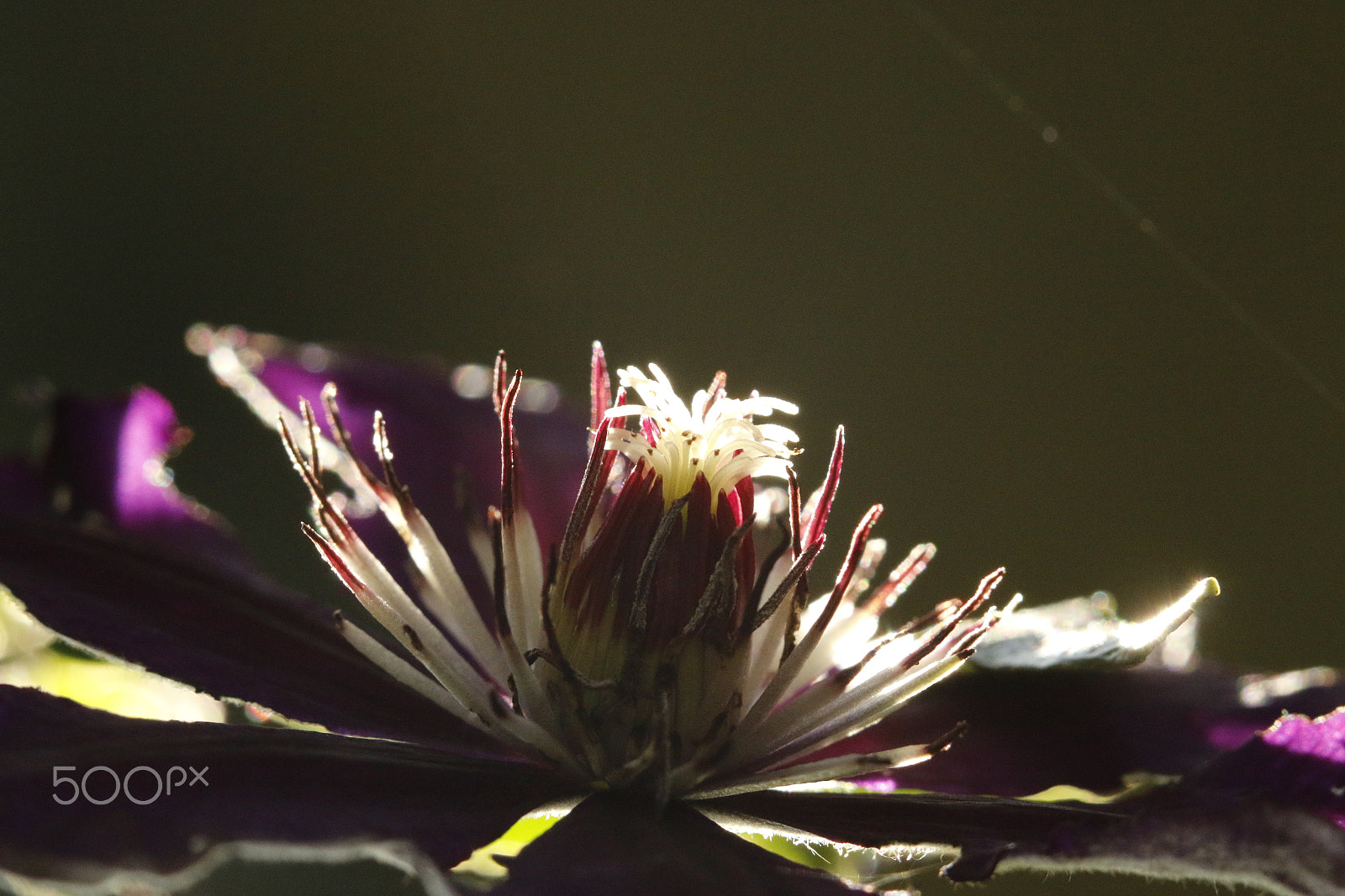 Sigma APO Macro 180mm F2.8 EX DG OS HSM sample photo. Raymond evison clematis in the spotlight photography