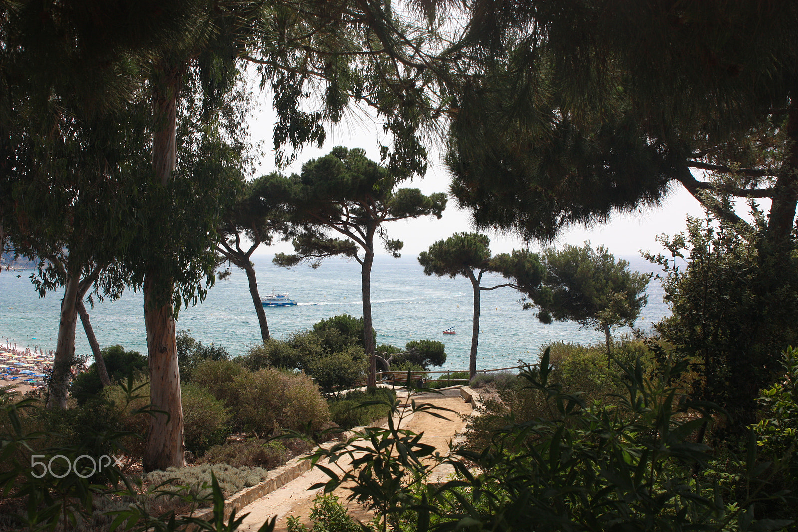 Canon EOS 450D (EOS Rebel XSi / EOS Kiss X2) sample photo. Thick pine trees provide shade and behind them sea photography