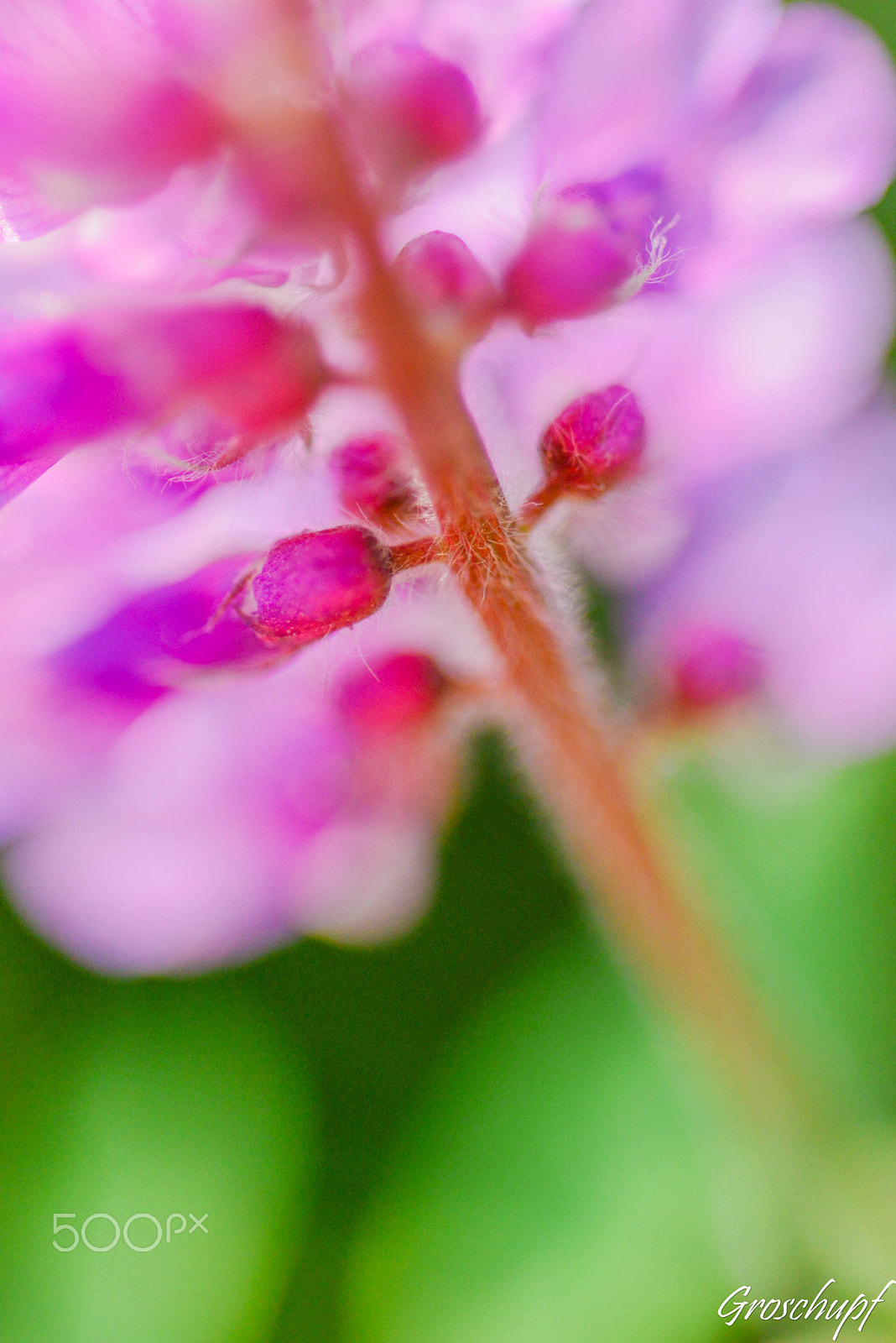 Nikon D600 + AF Micro-Nikkor 60mm f/2.8 sample photo. Pink photography