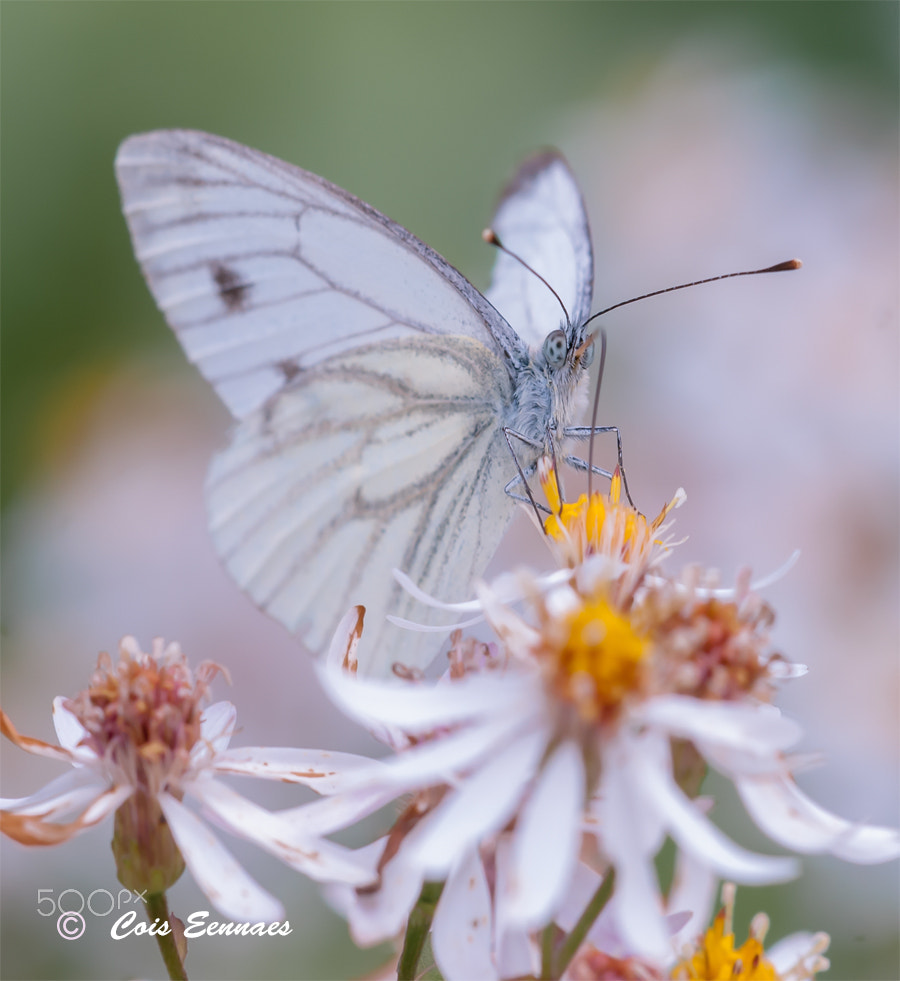 Sigma 150mm F2.8 EX DG Macro HSM sample photo. Koolwitje photography