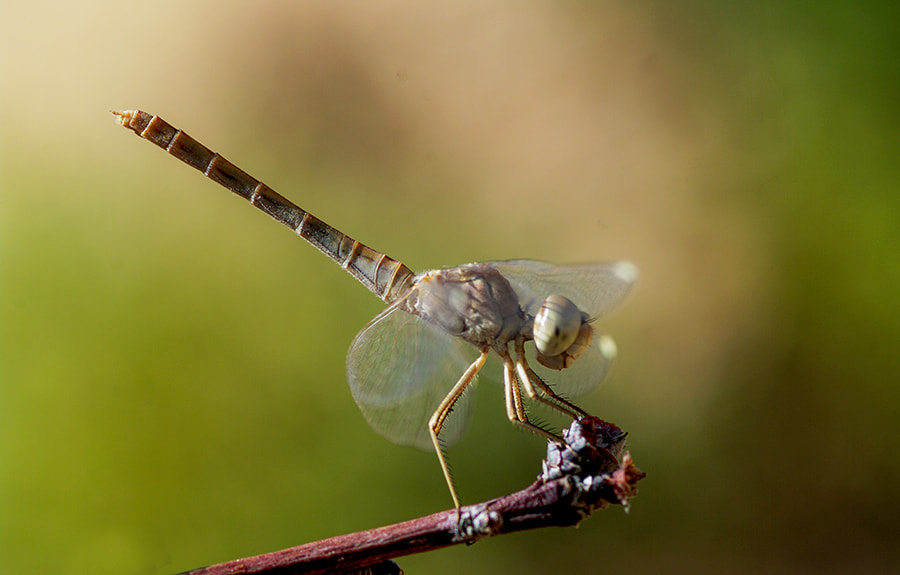 Pentax K20D sample photo. Dragonfly photography