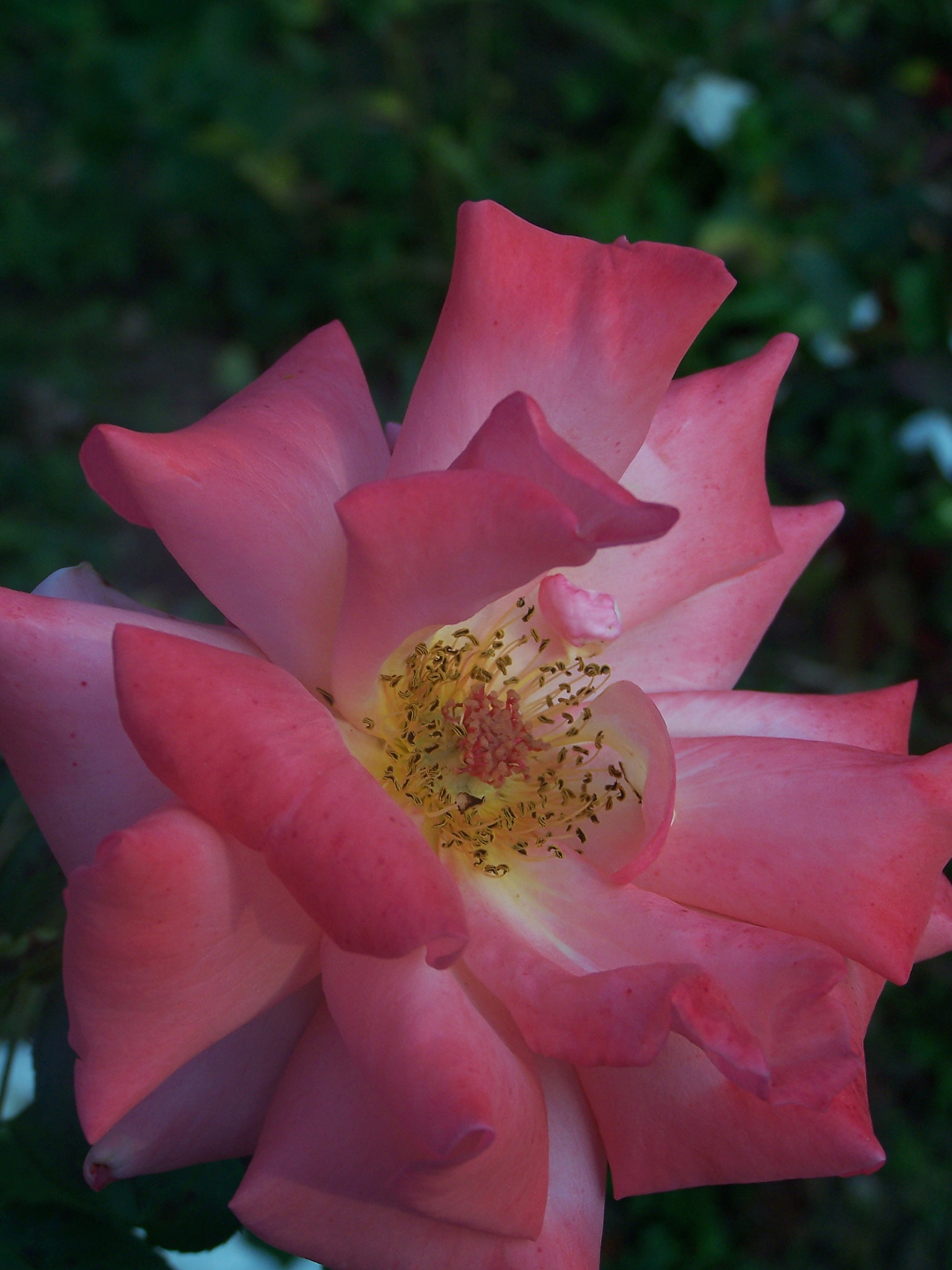 Kodak DX7590 ZOOM DIGITAL CAMERA sample photo. A mom s rose ... photography