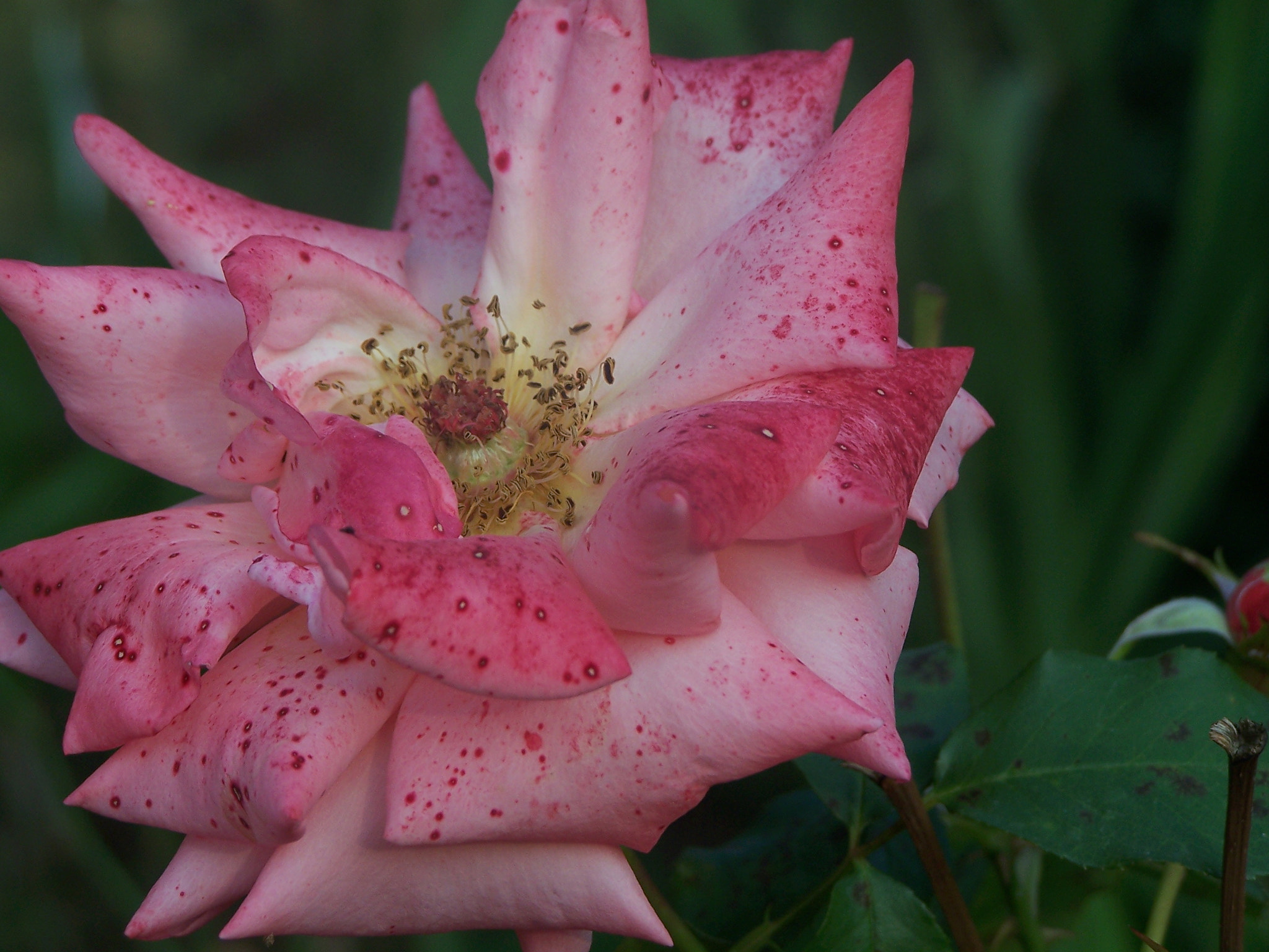 Kodak DX7590 ZOOM DIGITAL CAMERA sample photo. A rose ... photography