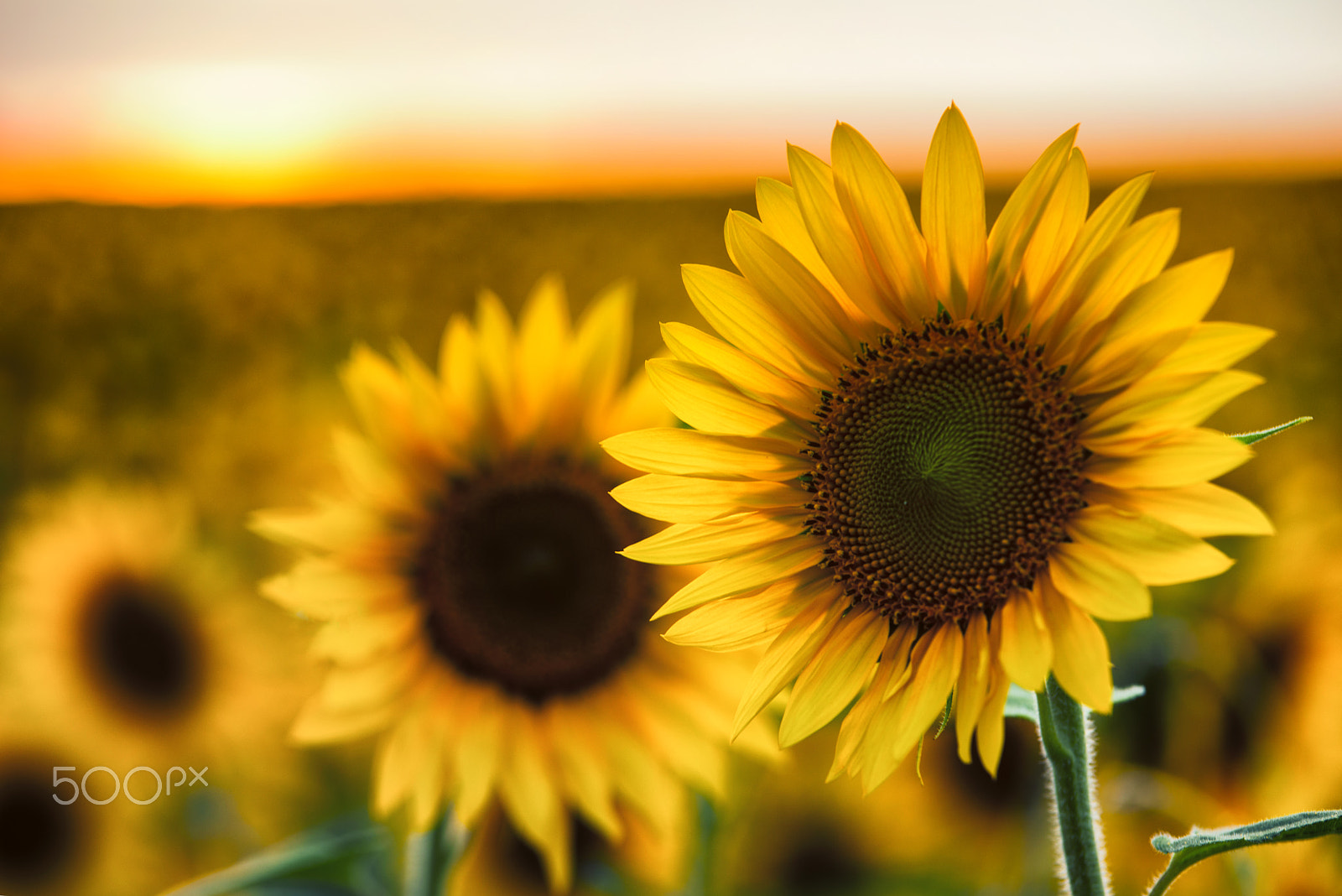 Nikon D800 sample photo. Sunflowers at sunset photography