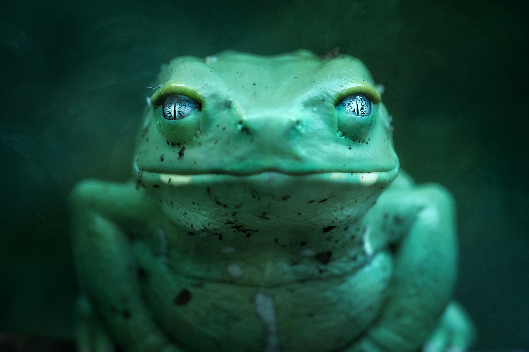 Sigma APO Macro 150mm f/2.8 EX DG HSM sample photo. Frog photography