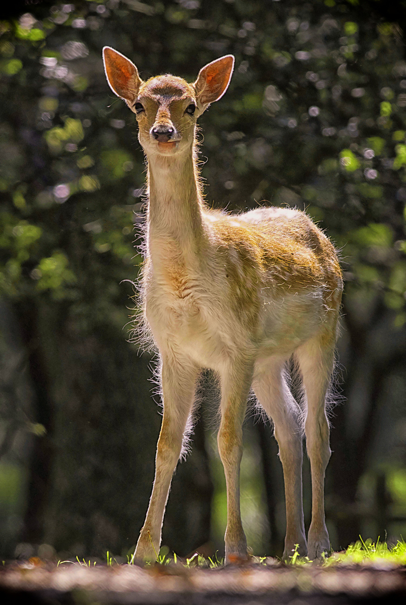 Canon EF 400mm F5.6L USM sample photo. Juvenile fallow deer photography