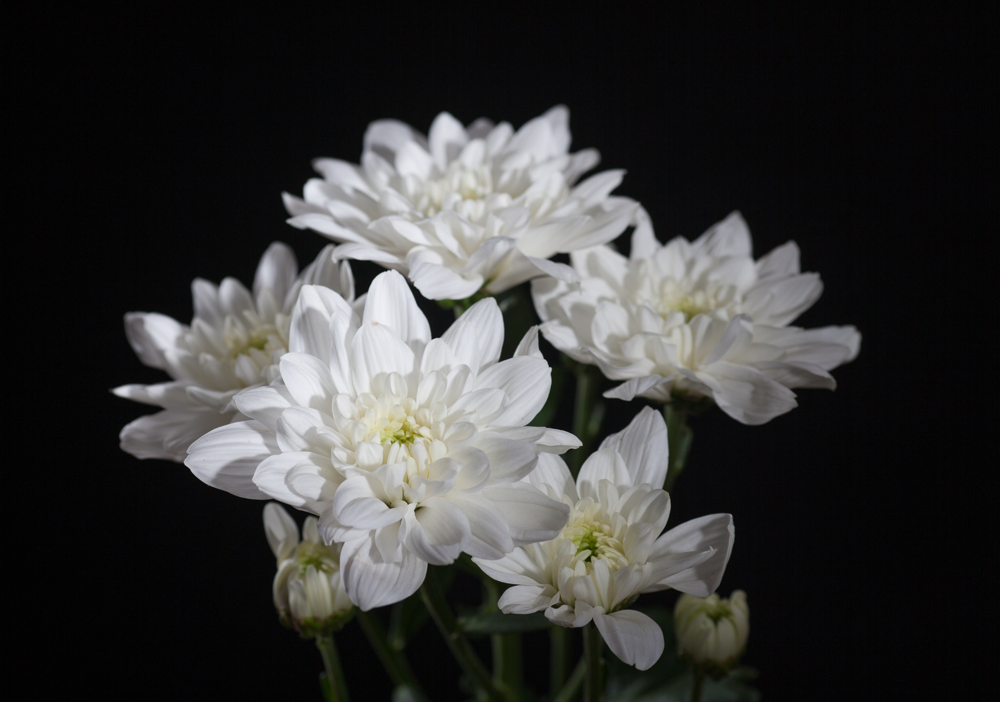 Canon EOS-1Ds Mark II + Canon EF 135mm F2L USM sample photo. White chrysanthemum bouquet photography