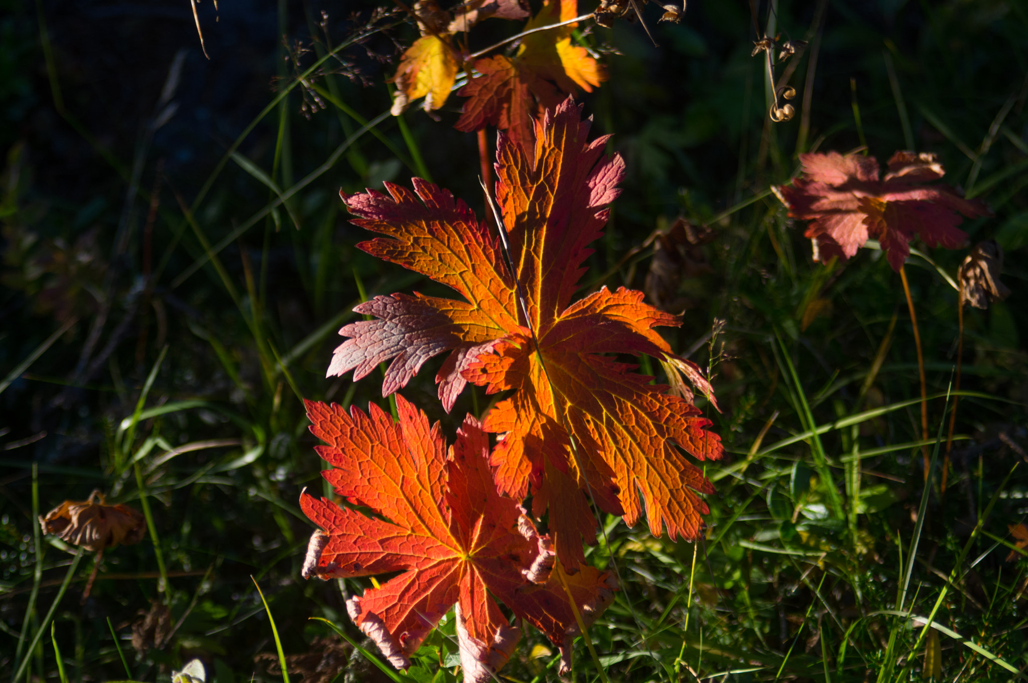 Pentax K-3 sample photo. Autumn photography