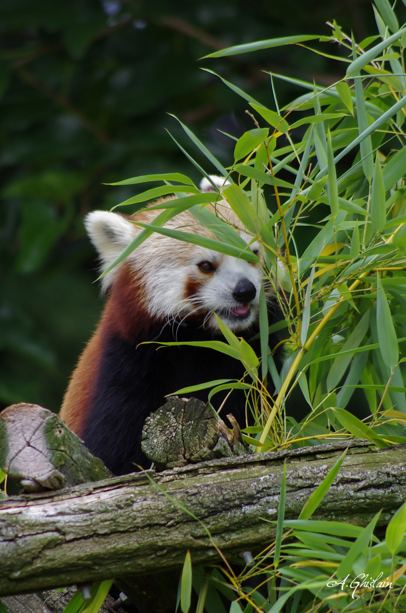 Pentax K-5 sample photo. Le petit panda roux photography