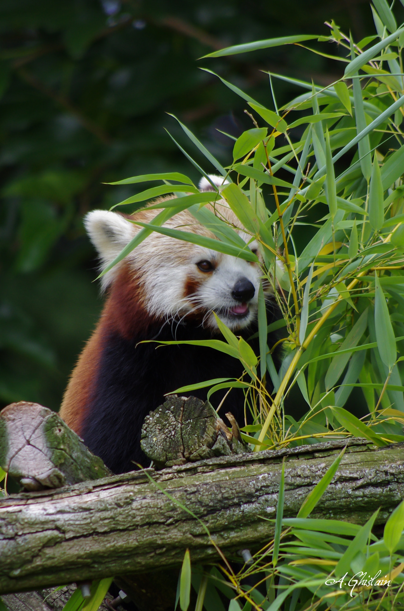 HD Pentax DA 55-300mm F4.0-5.8 ED WR sample photo. Le petit panda roux photography