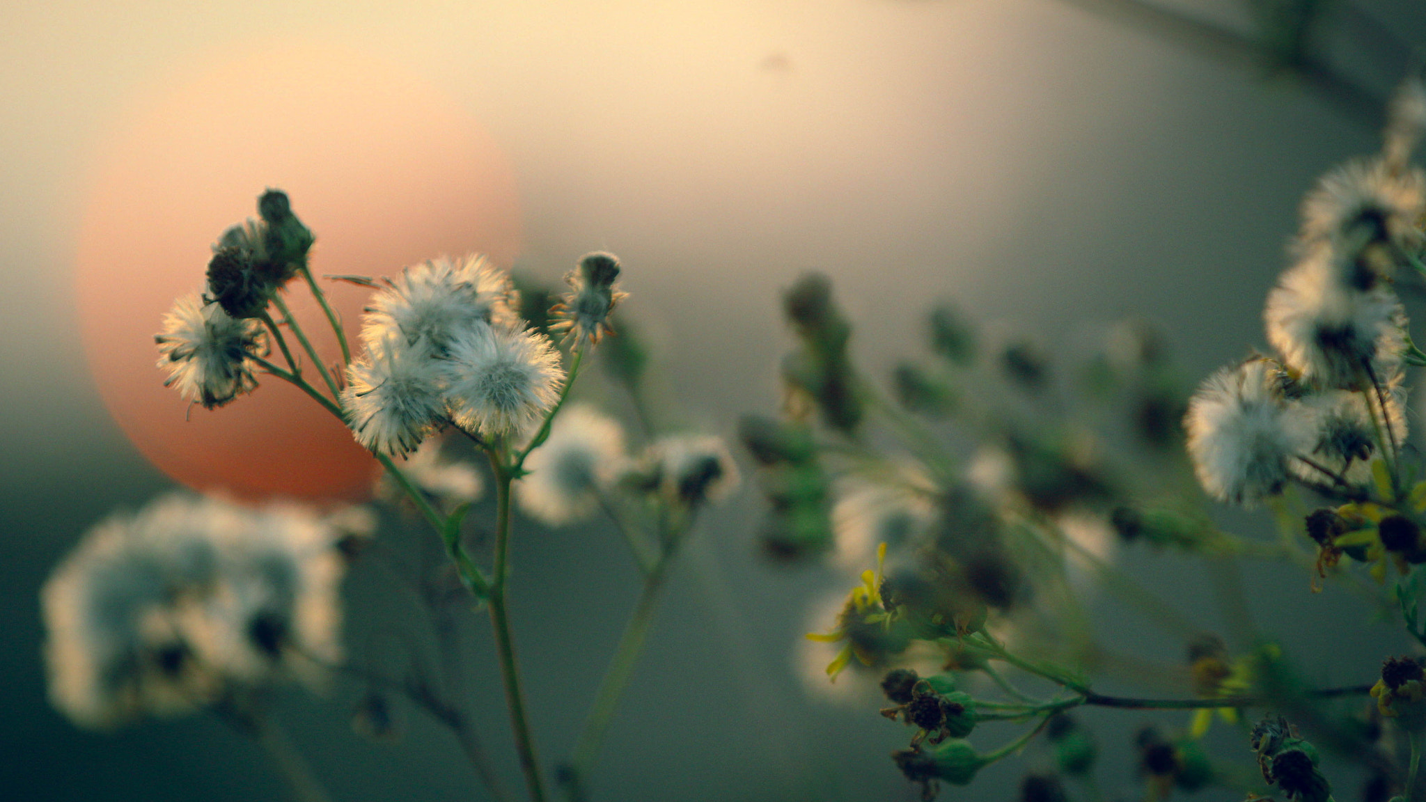 Canon EF 70-200mm F2.8L IS II USM sample photo. The final glimpse of the summer sun photography