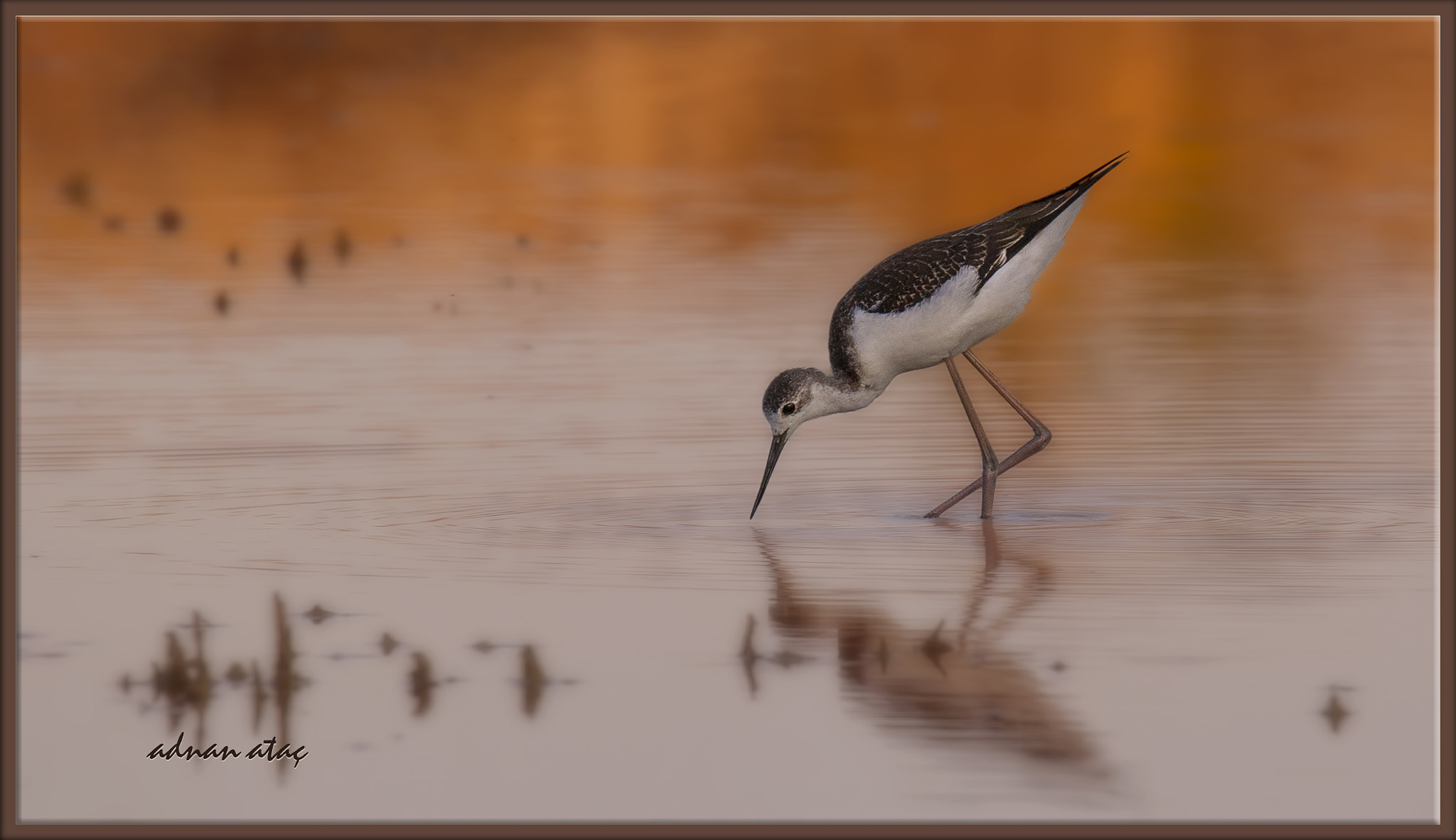 Sigma 150-600mm F5-6.3 DG OS HSM | S sample photo. Uzunbacak - himantopus himantopus - black winged stilt photography