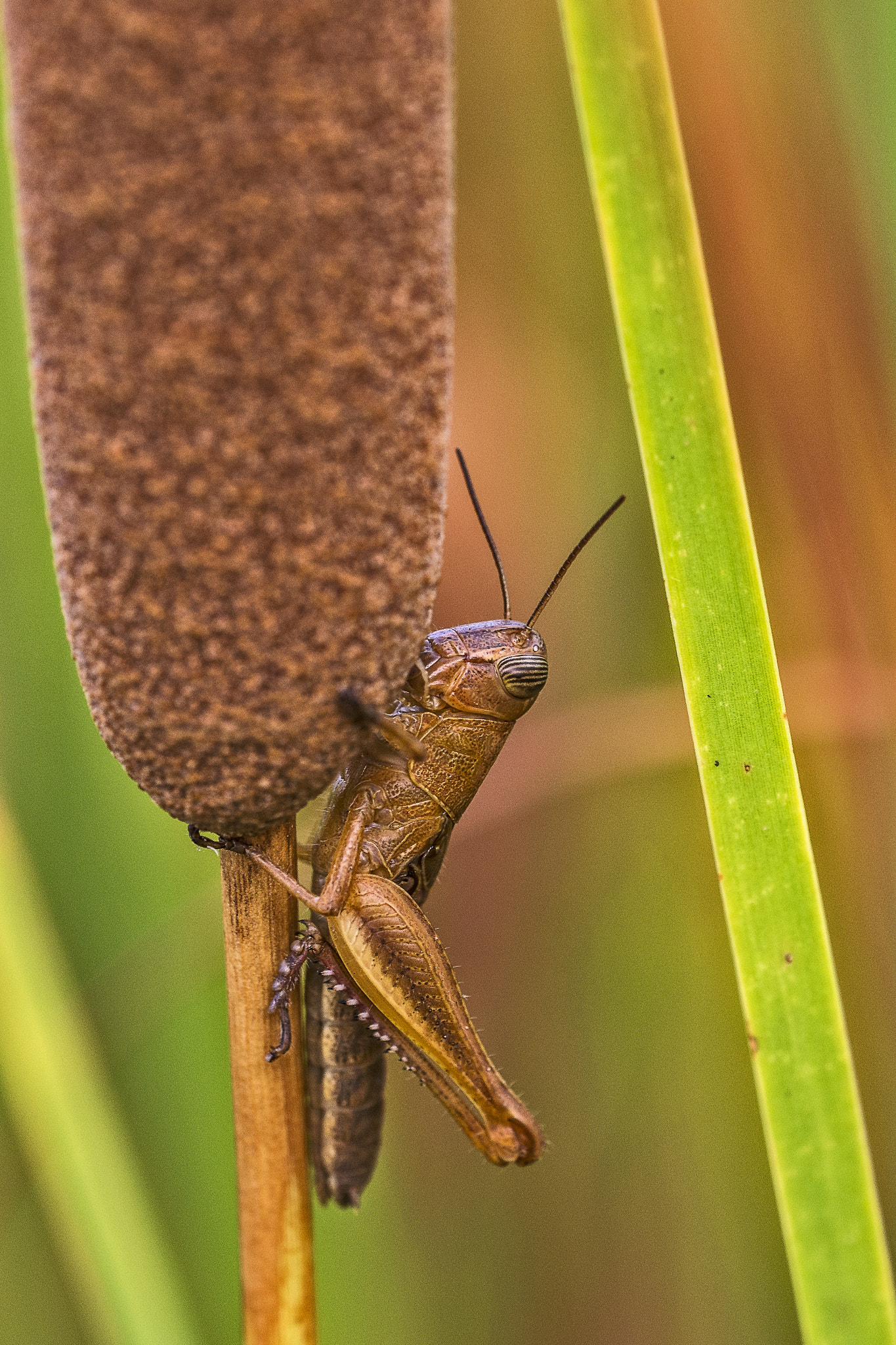 Sigma 150mm F2.8 EX DG OS Macro HSM sample photo. Between lines photography