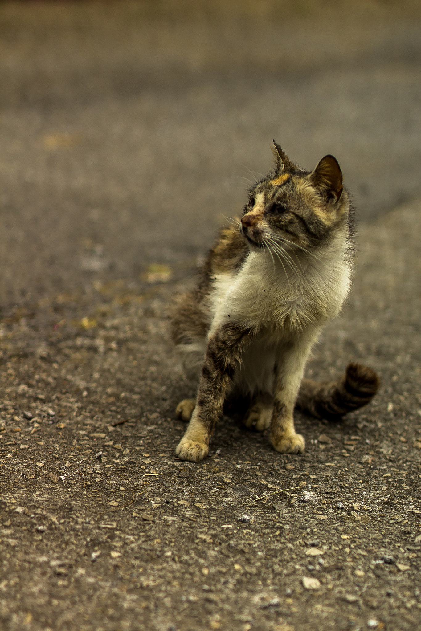 ZEISS Milvus 50mm F1.4 sample photo. Street cat photography