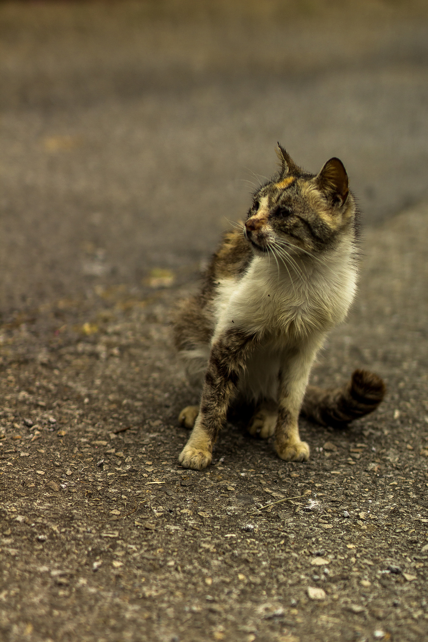 Canon EOS 1200D (EOS Rebel T5 / EOS Kiss X70 / EOS Hi) + ZEISS Milvus 50mm F1.4 sample photo. Street cat photography